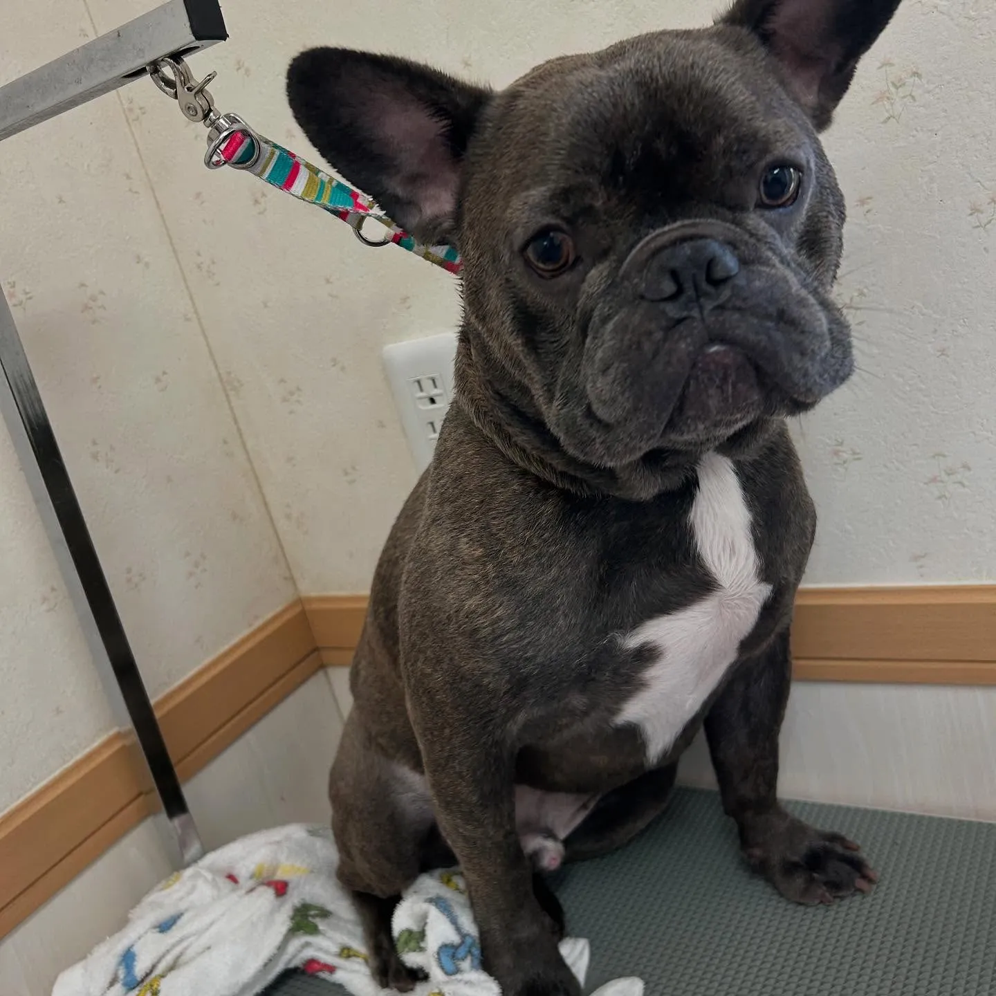 犬のシャンプー🫧