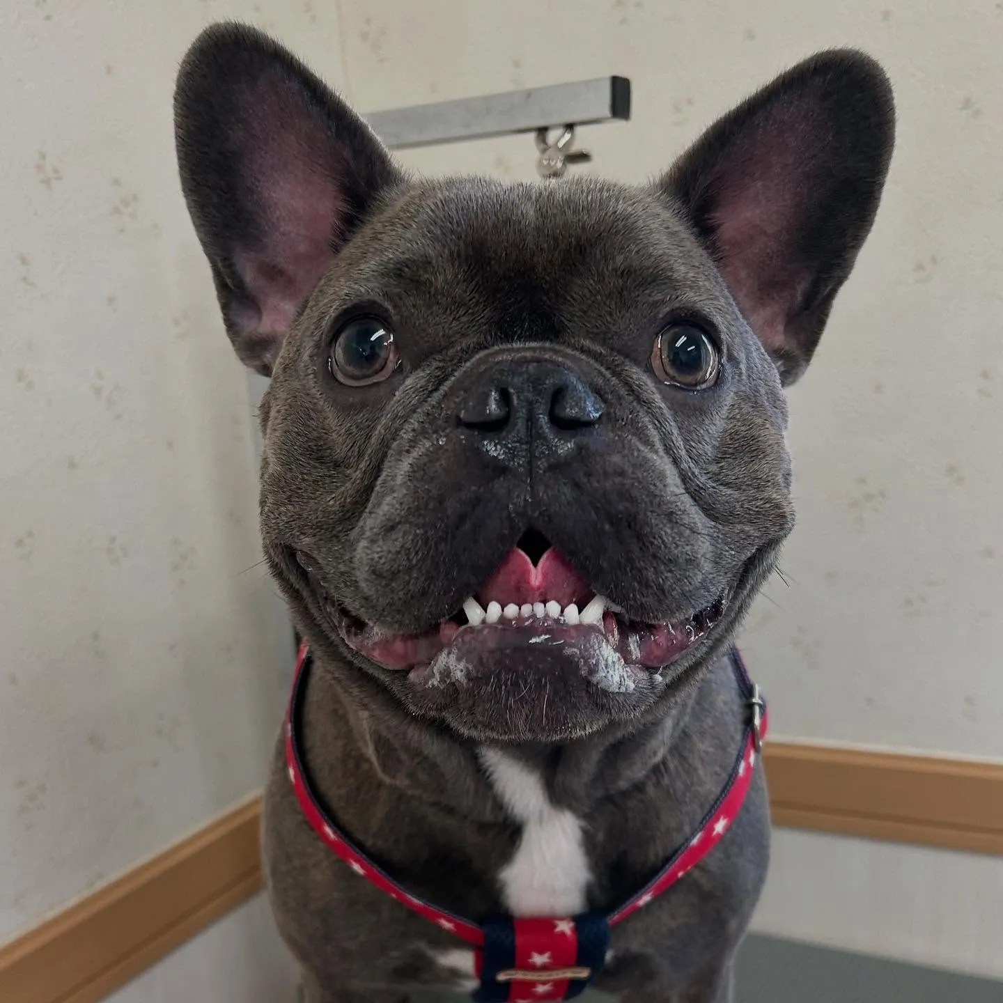 犬のシャンプー🫧