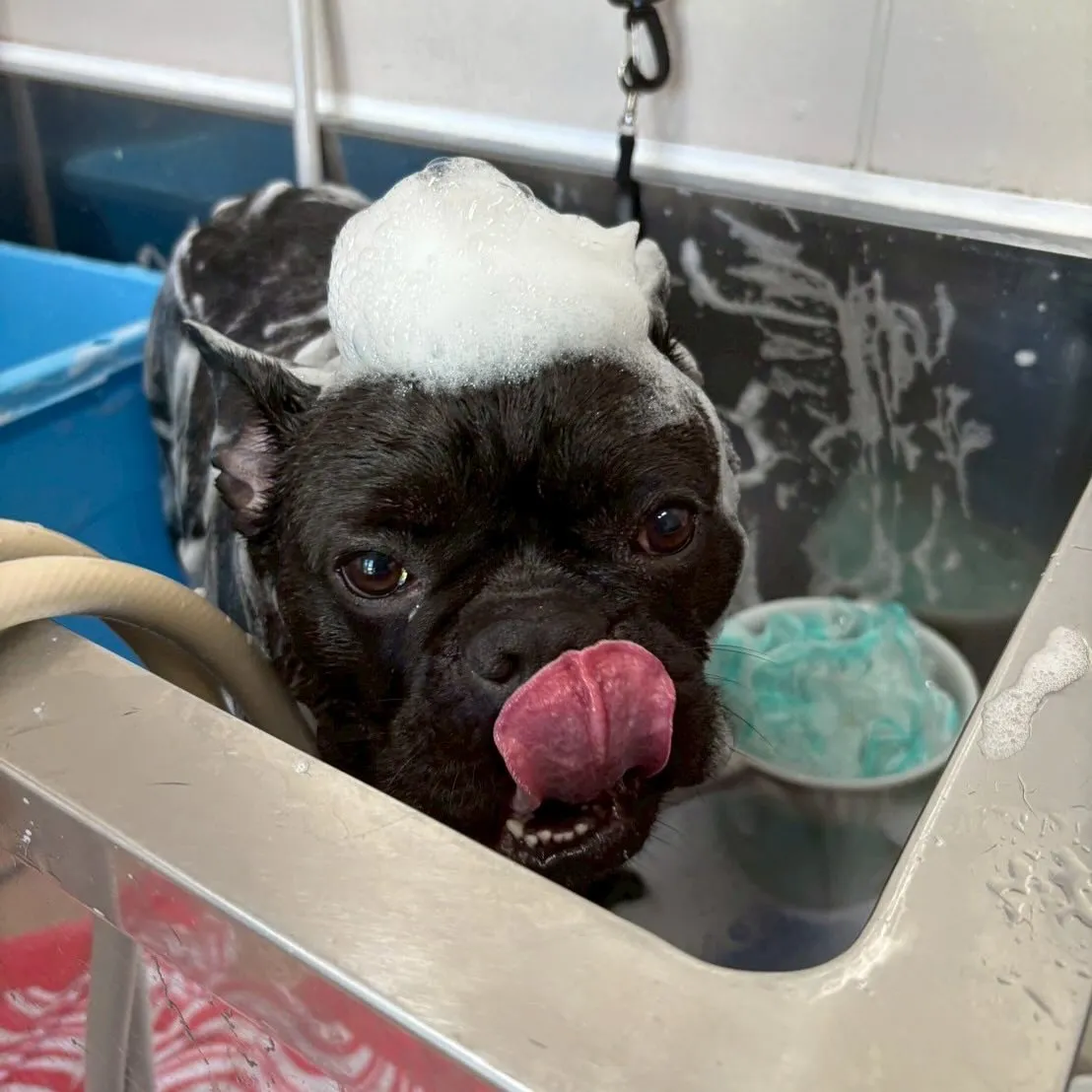 犬のシャンプー🫧