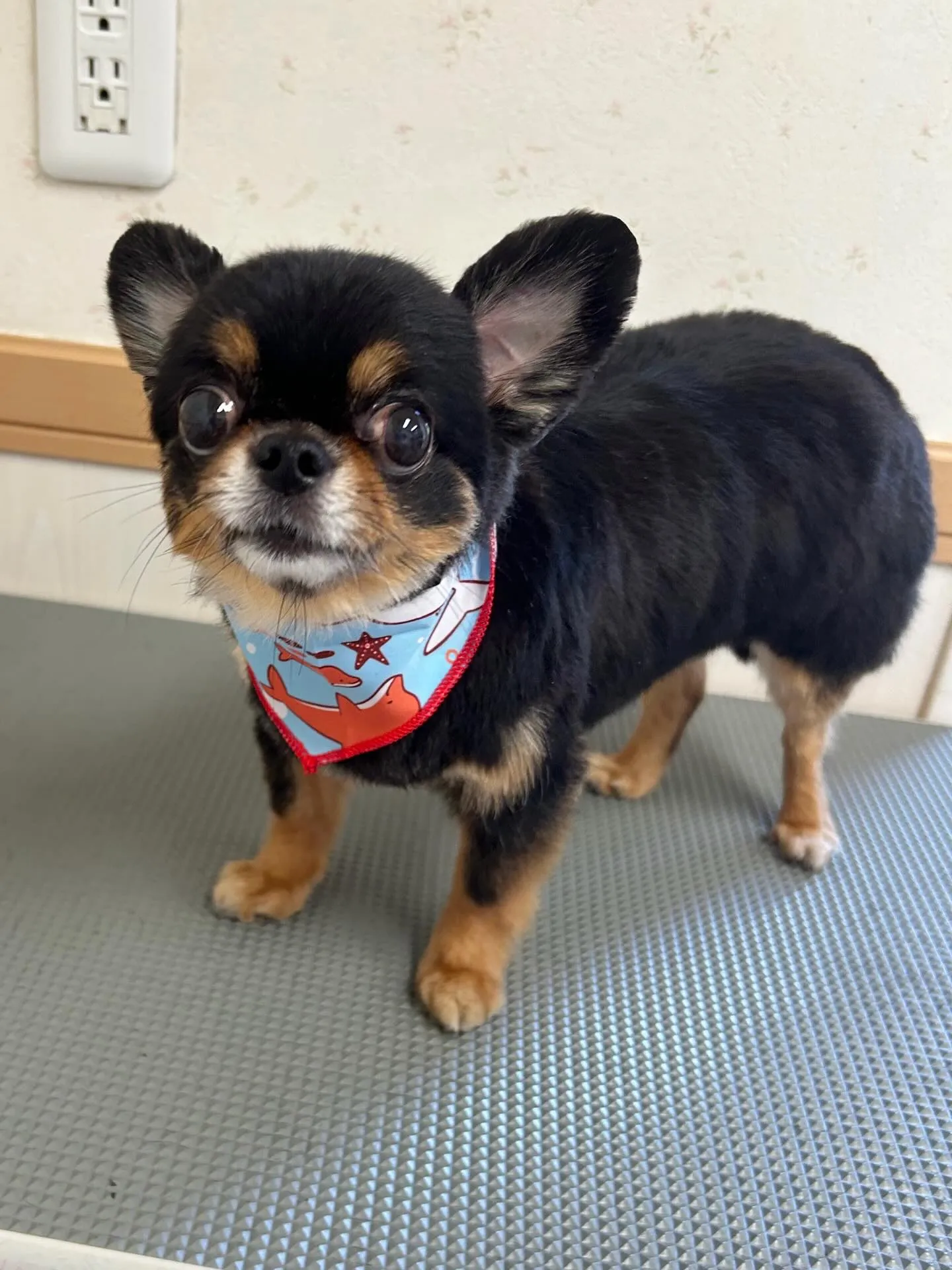 犬のトリミング✂️