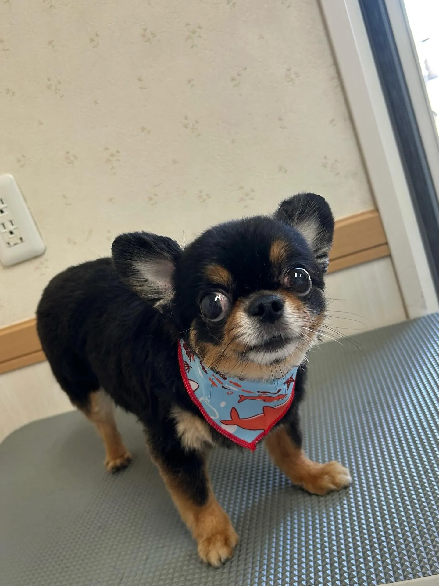 犬のトリミング✂️