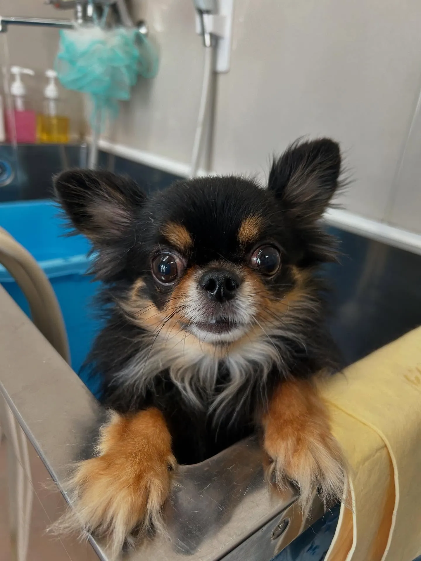 犬のトリミング✂️
