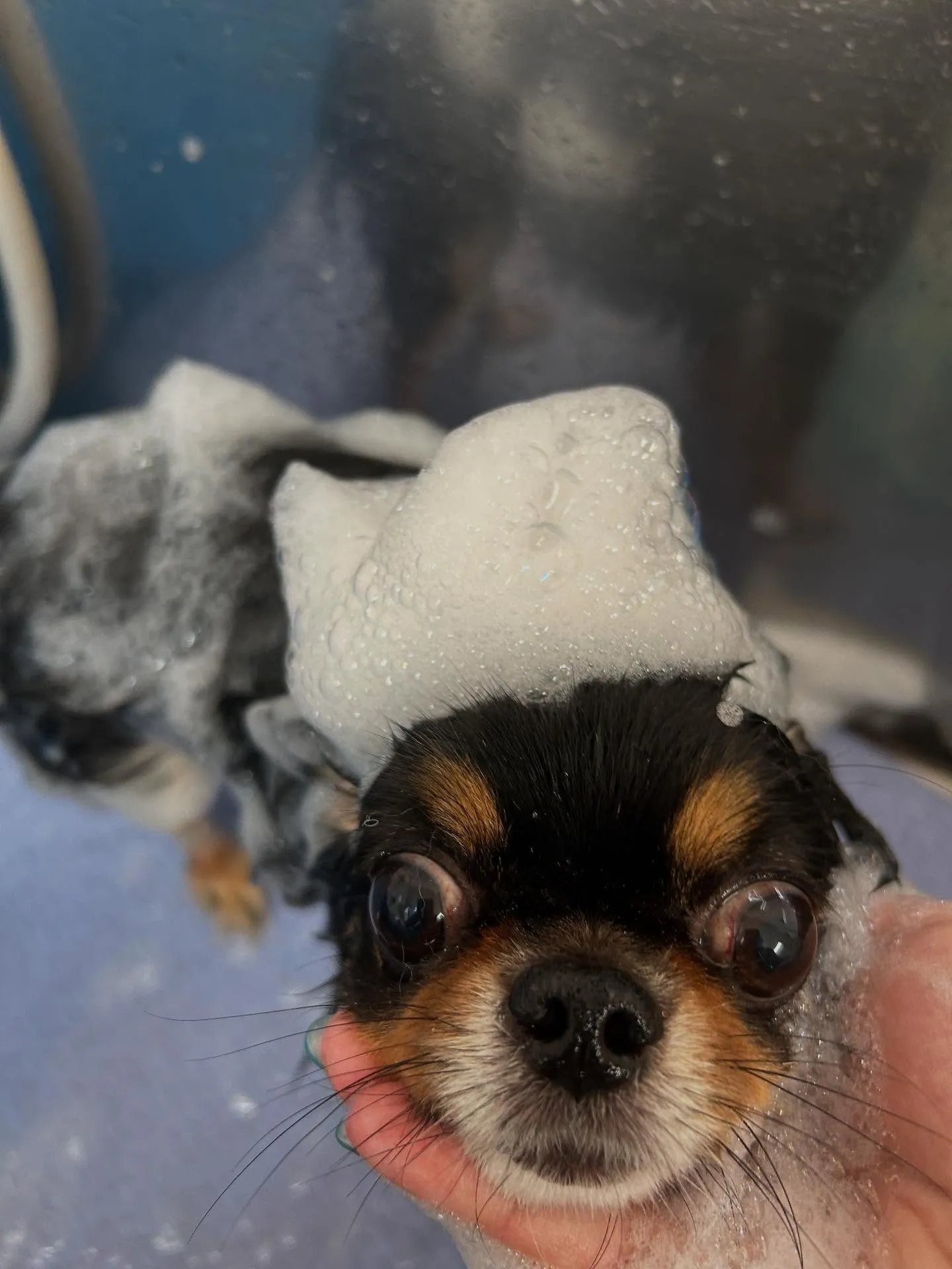 犬のトリミング✂️