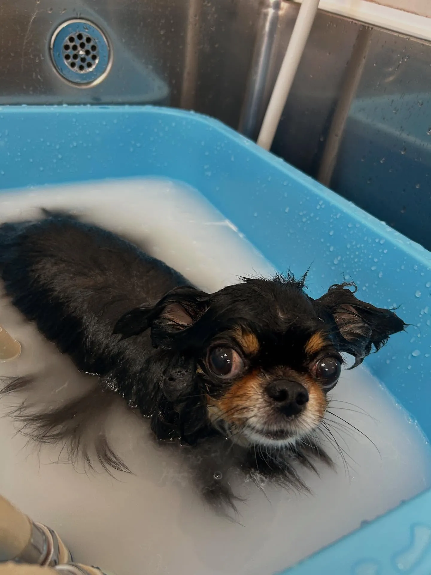 犬のトリミング✂️