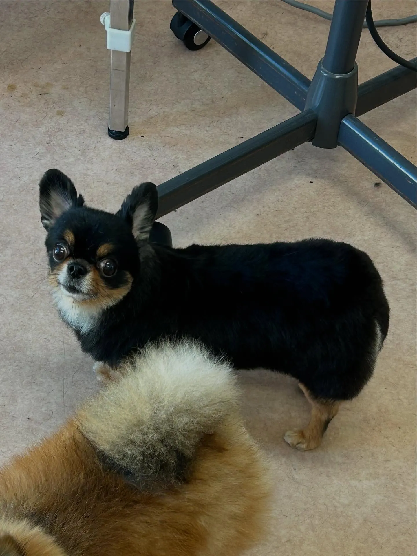 犬のトリミング✂️