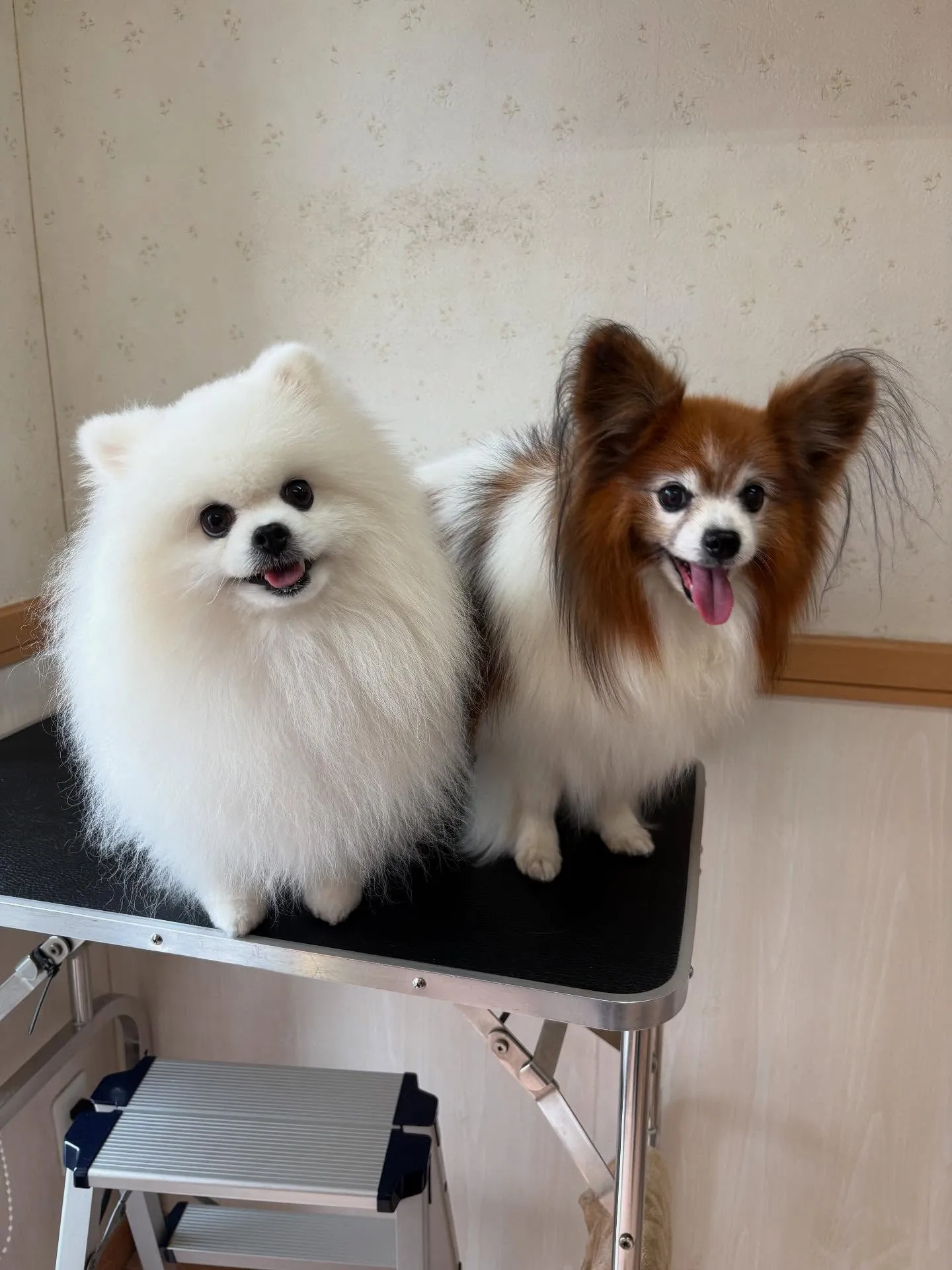 犬のシャンプー🫧