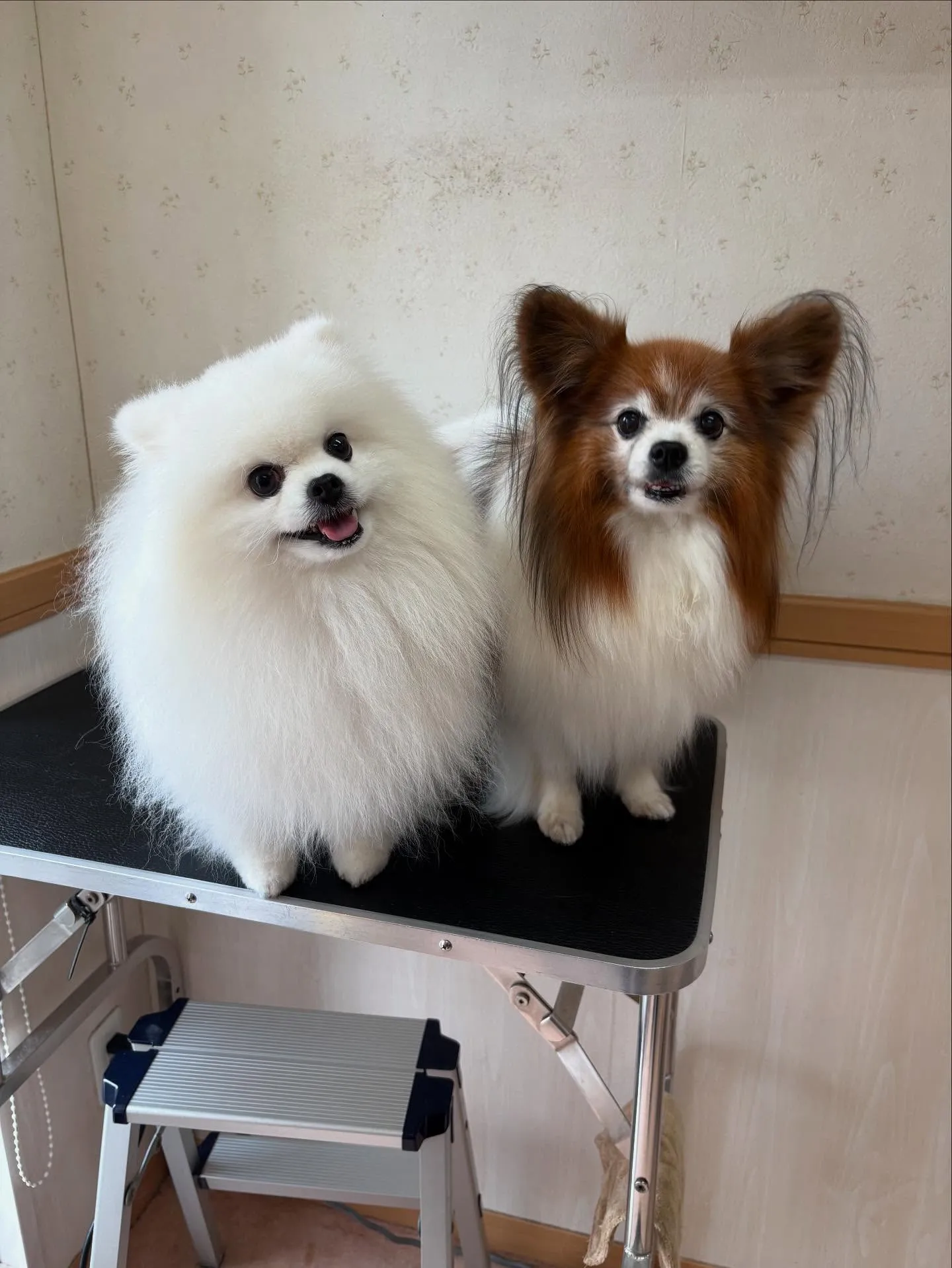 犬のシャンプー🫧