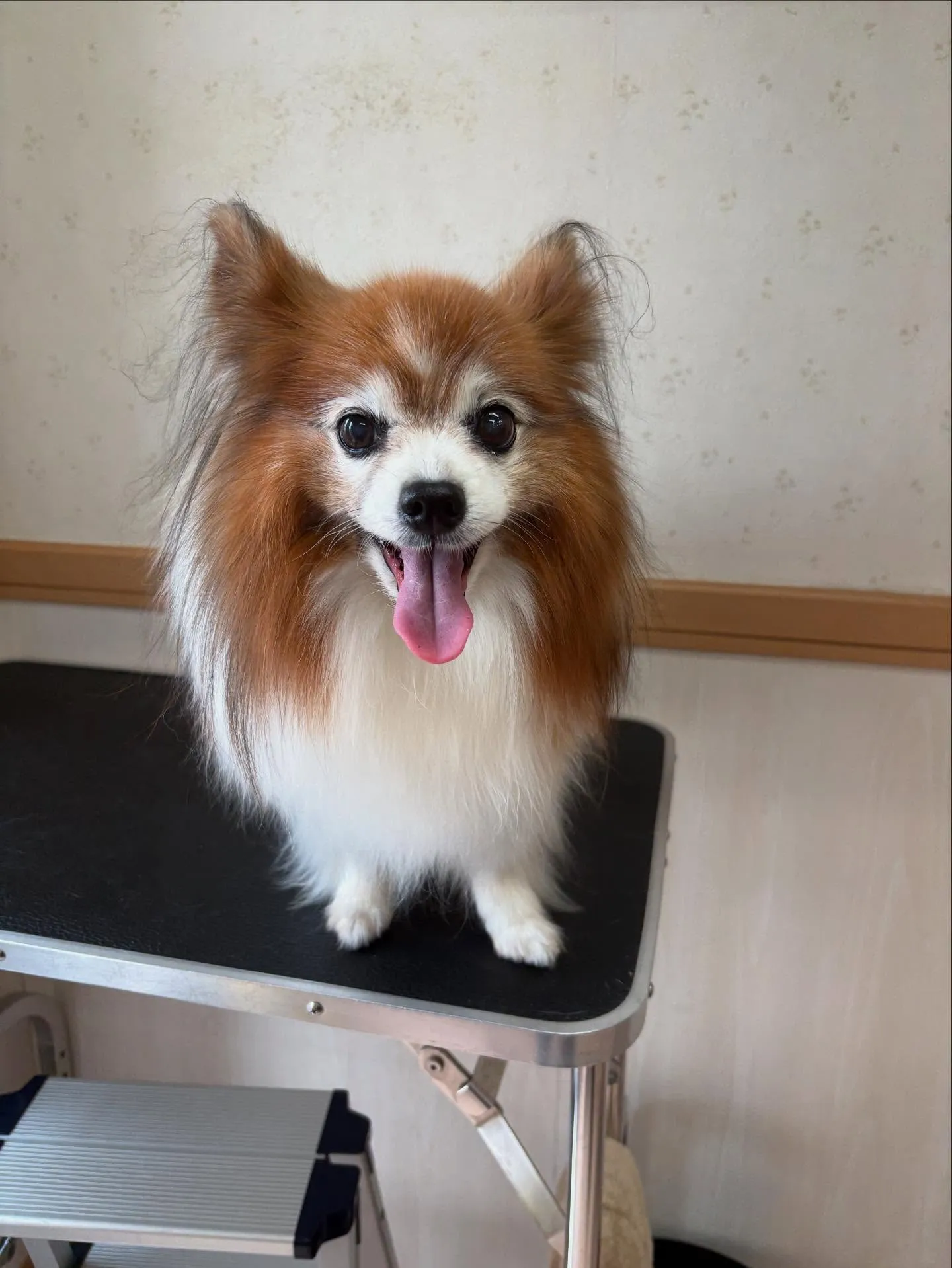 犬のシャンプー🫧