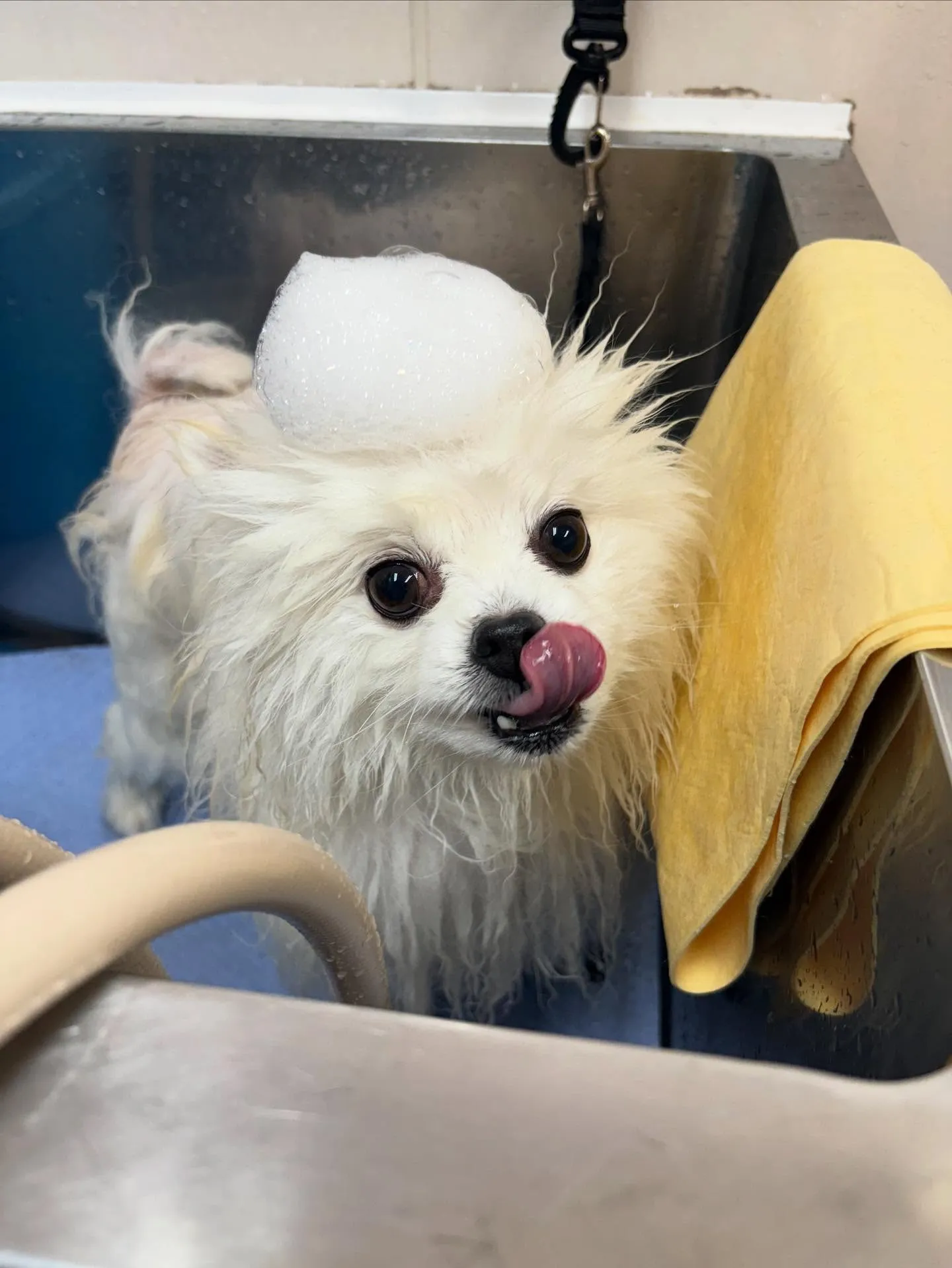 犬のシャンプー🫧