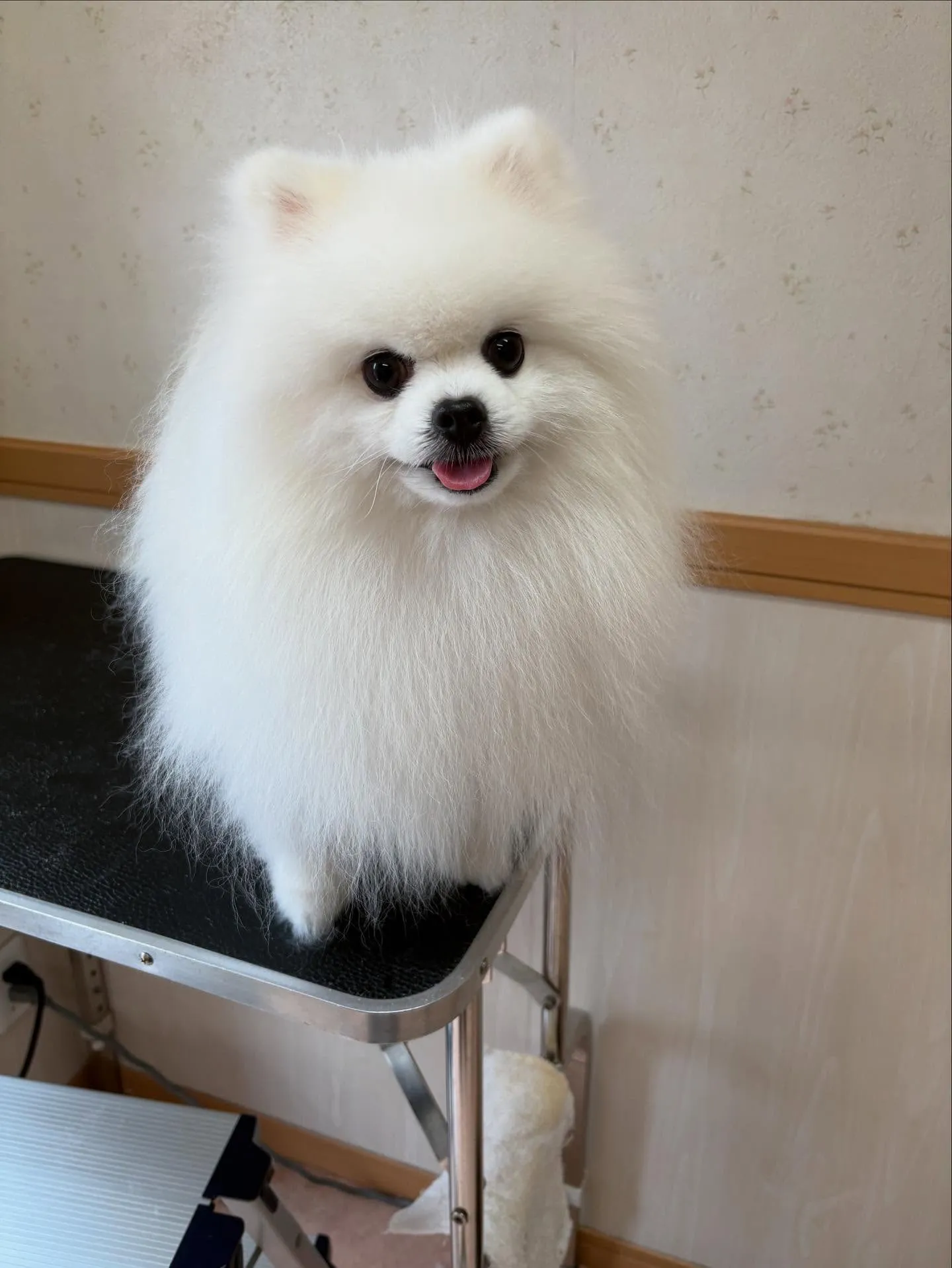 犬のシャンプー🫧