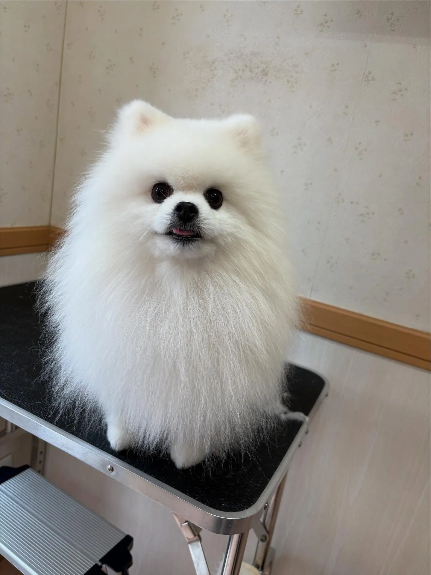 犬のシャンプー🫧