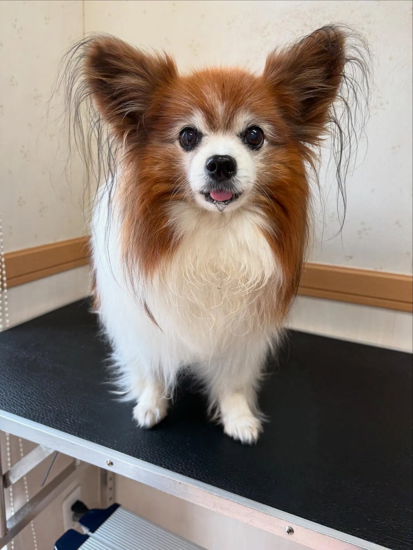 犬のシャンプー🫧