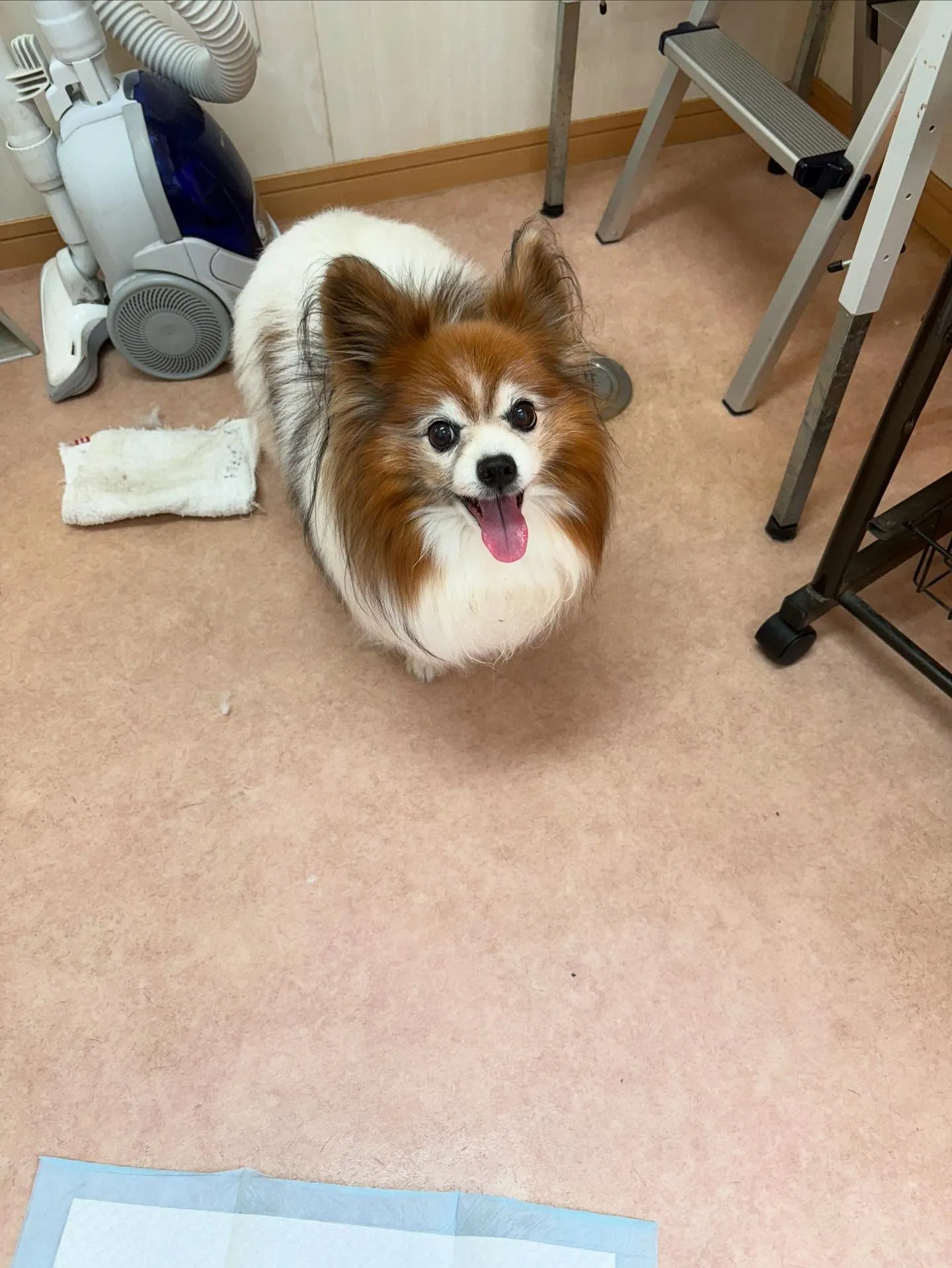 犬のシャンプー🫧