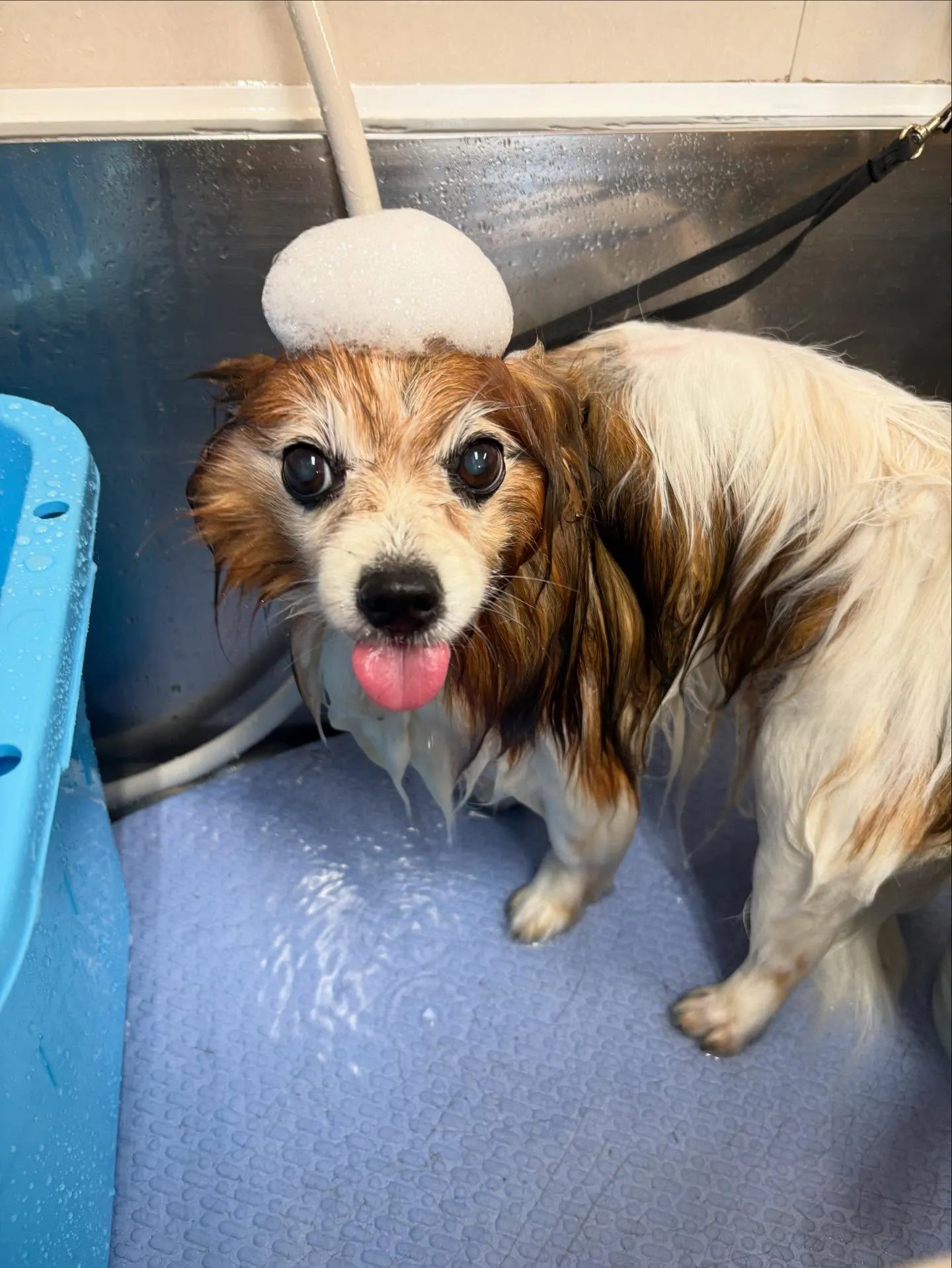 犬のシャンプー🫧
