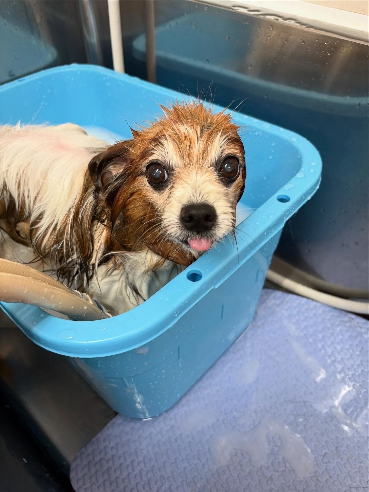 犬のシャンプー🫧