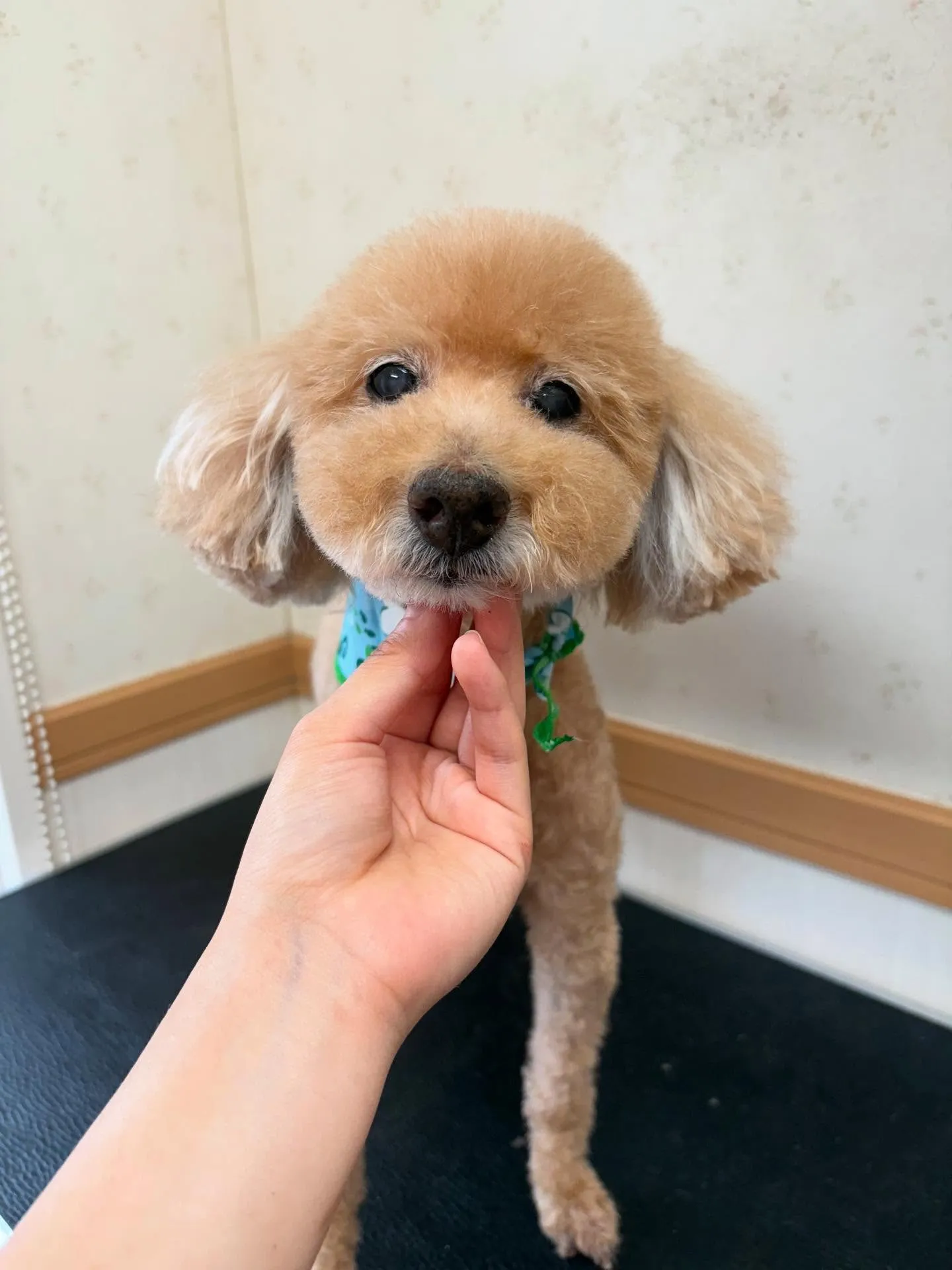 犬のトリミング✂️