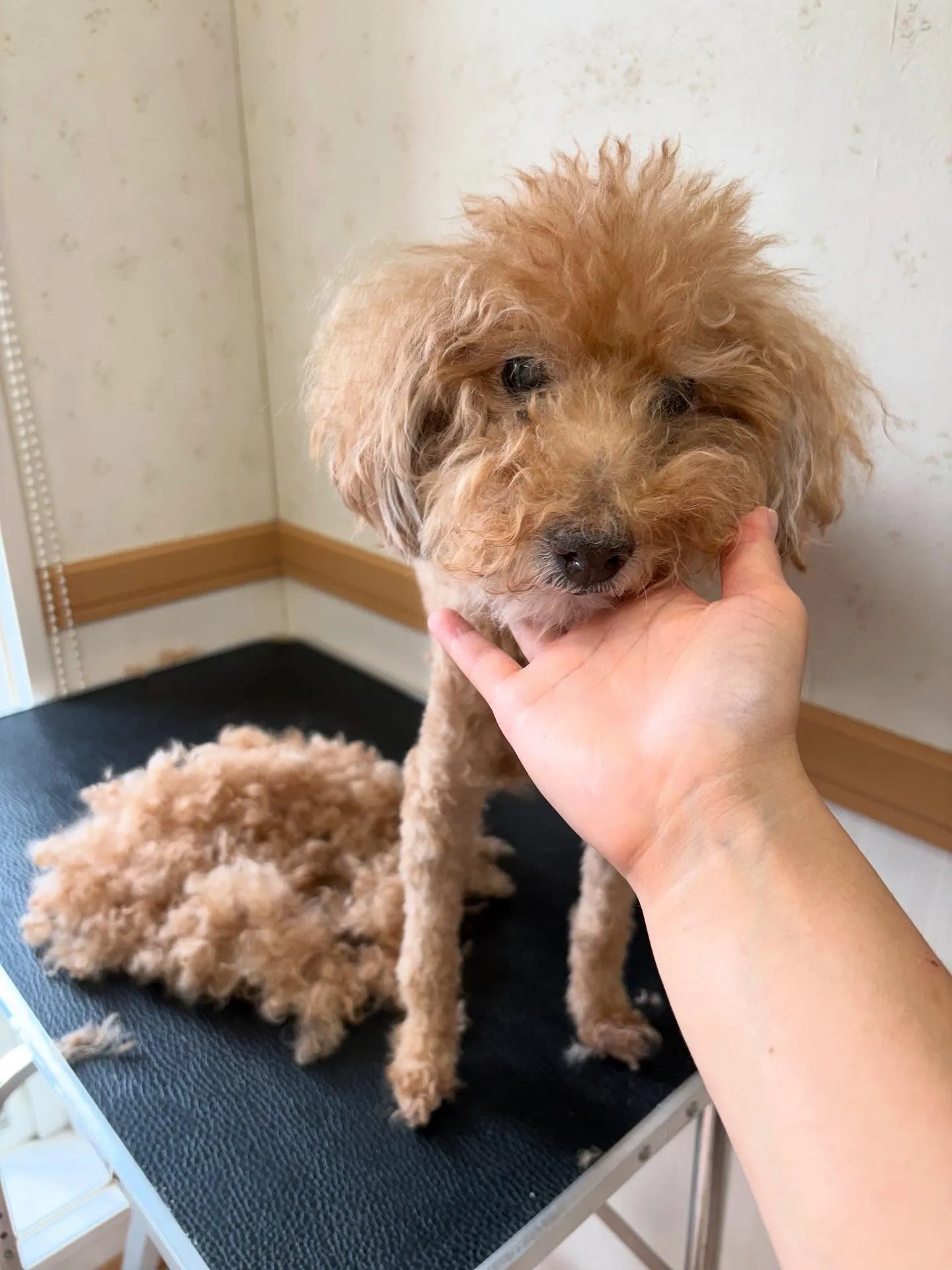 犬のトリミング✂️