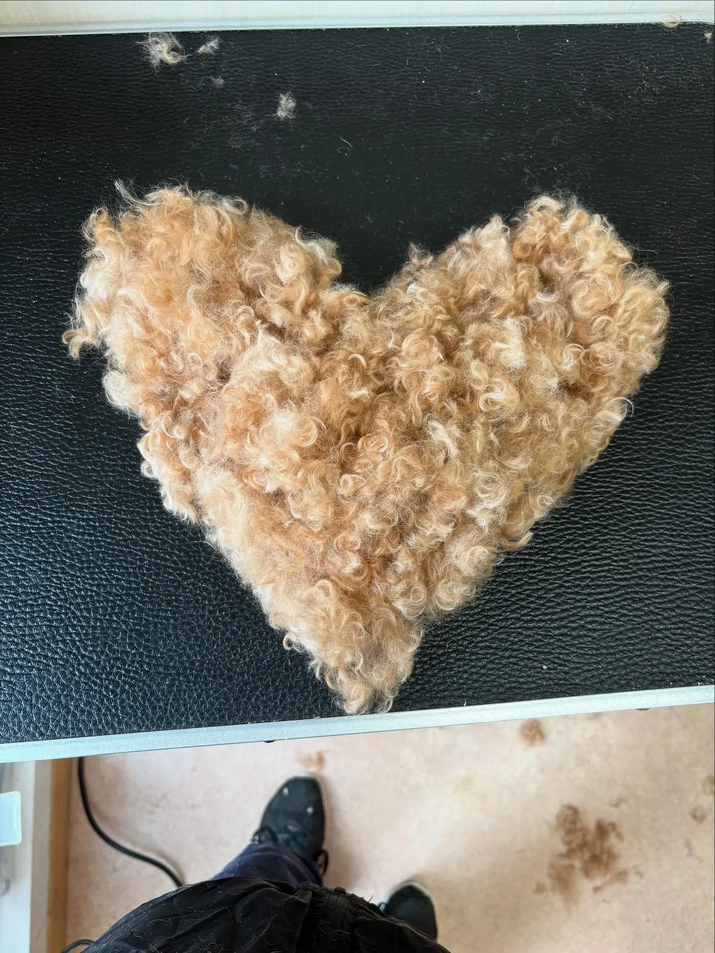 犬のトリミング✂️