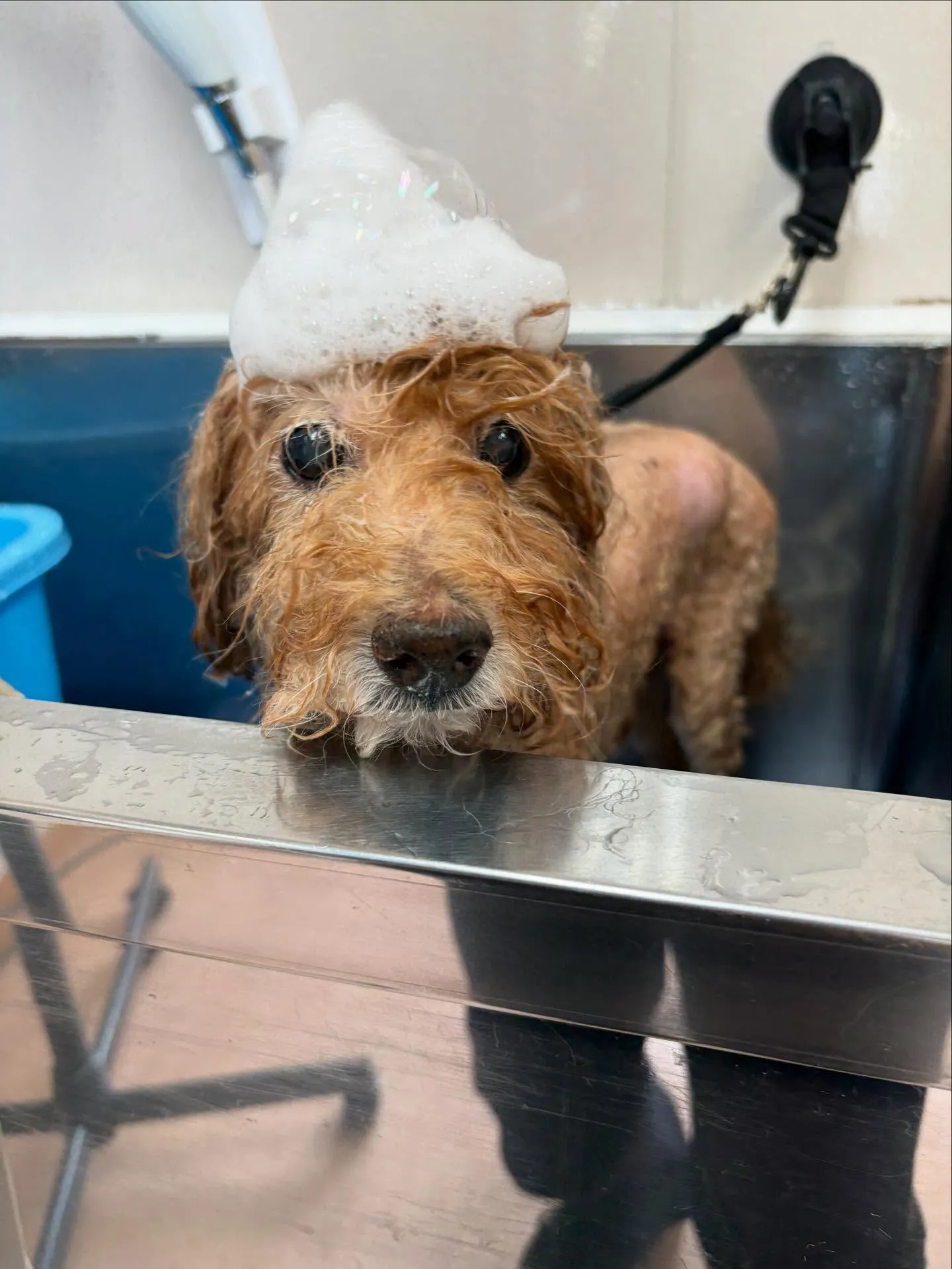 犬のトリミング✂️
