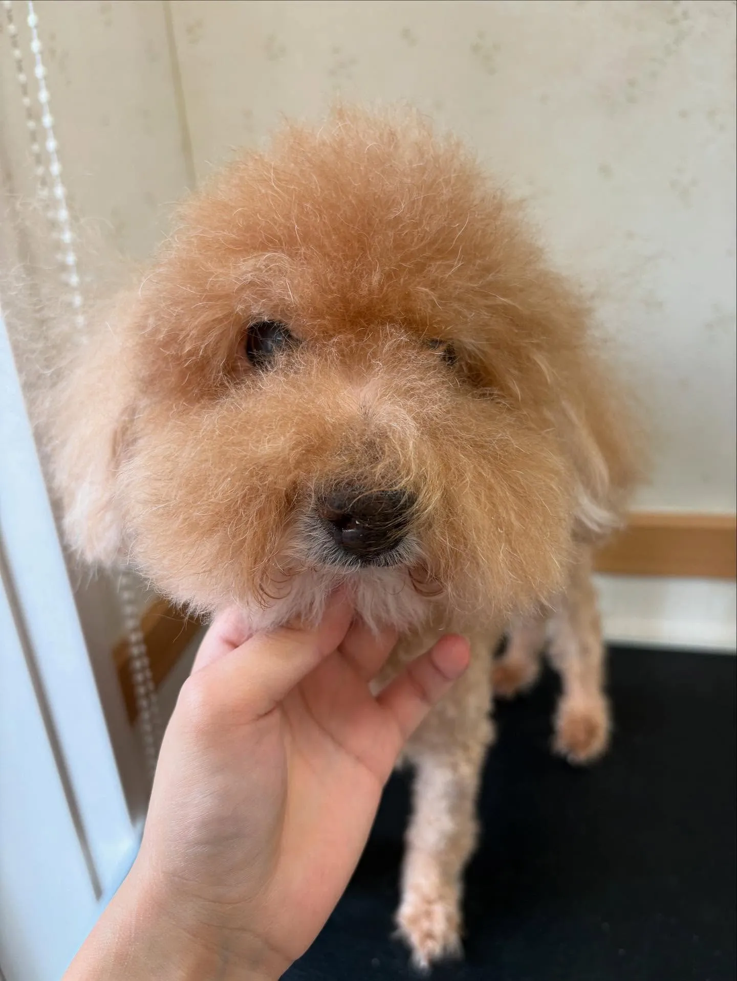 犬のトリミング✂️