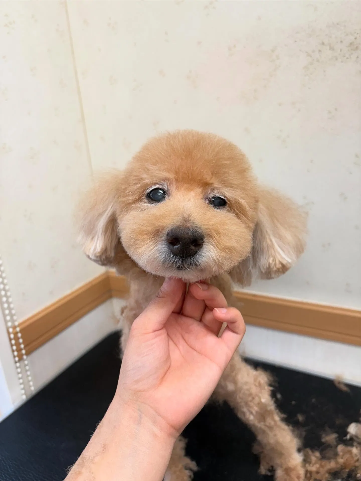 犬のトリミング✂️