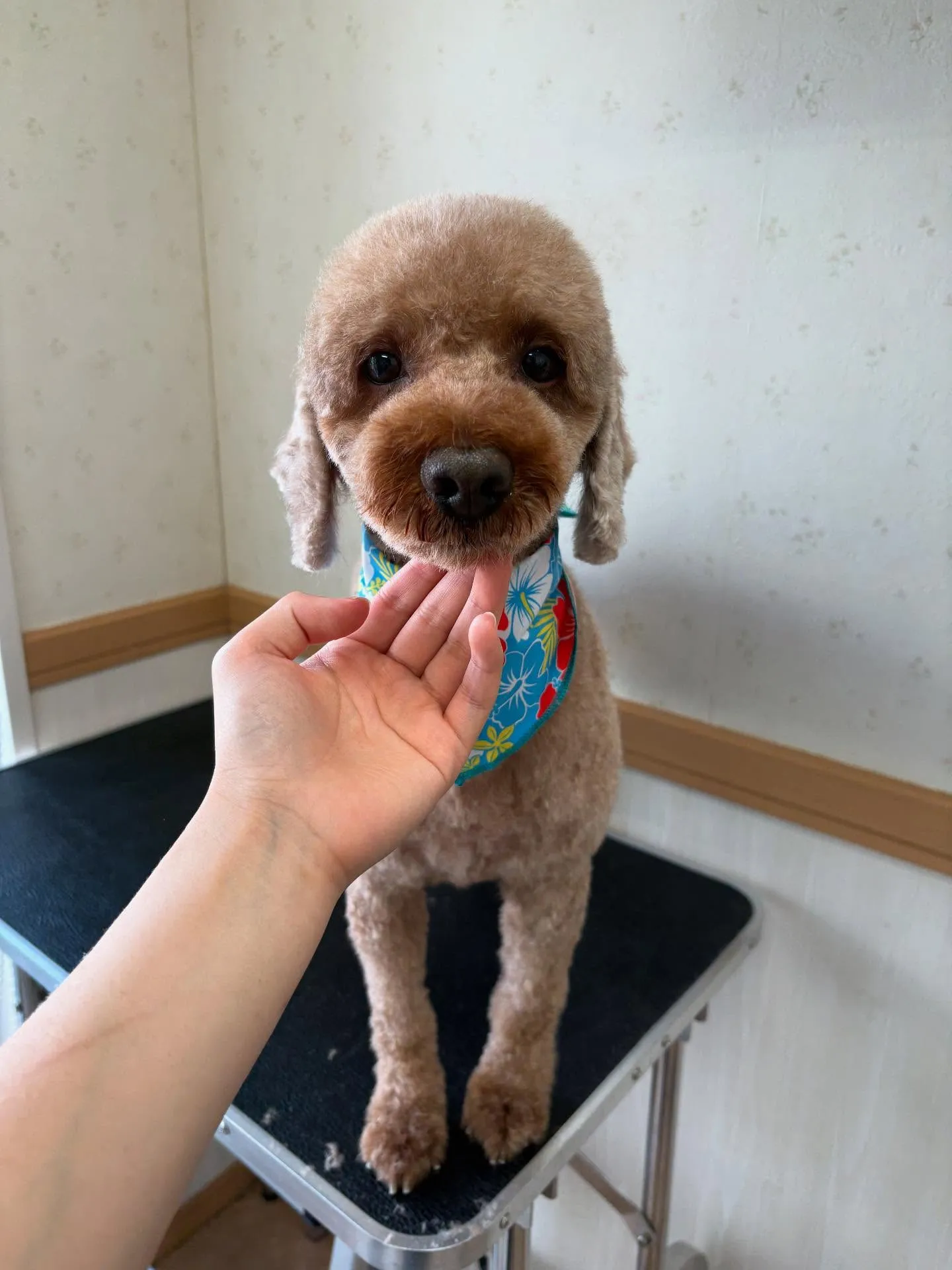 犬のトリミング✂️