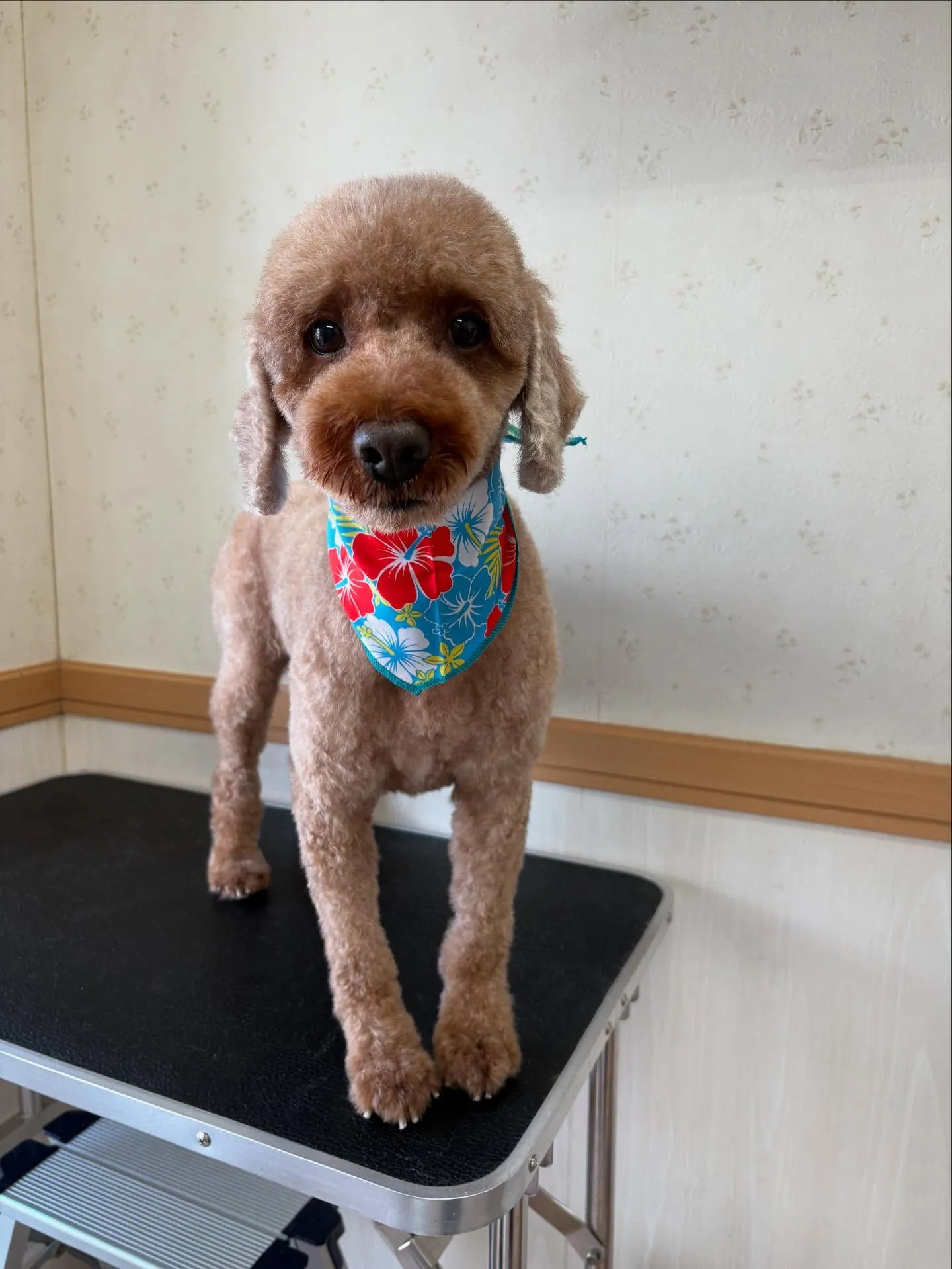 犬のトリミング✂️