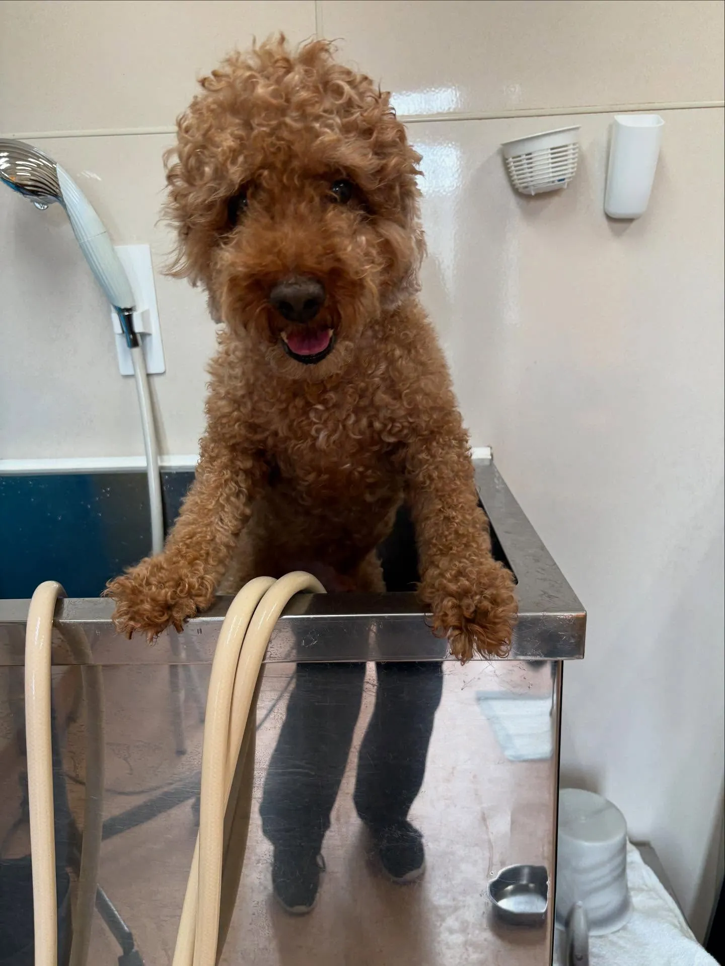犬のトリミング✂️
