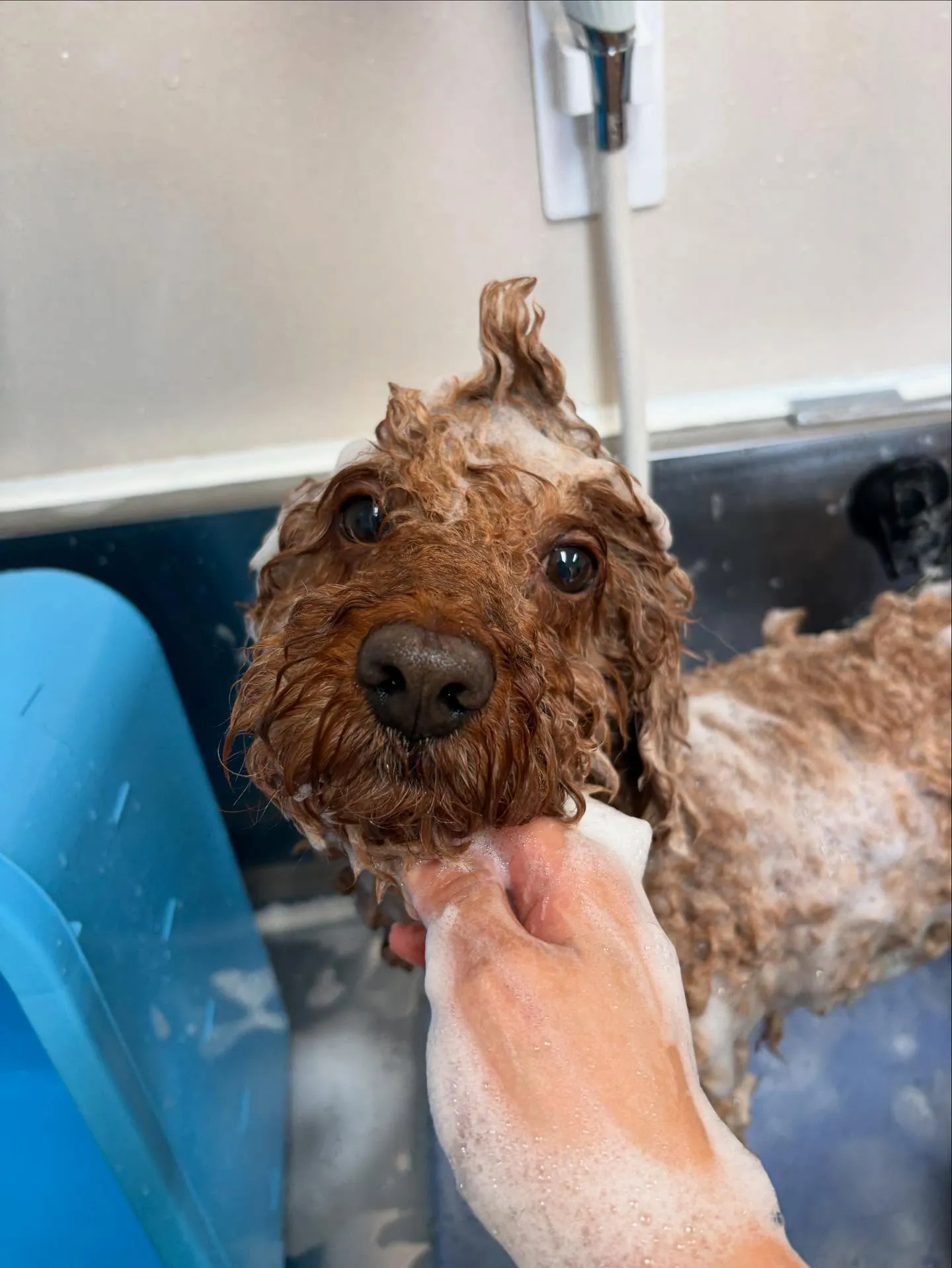 犬のトリミング✂️