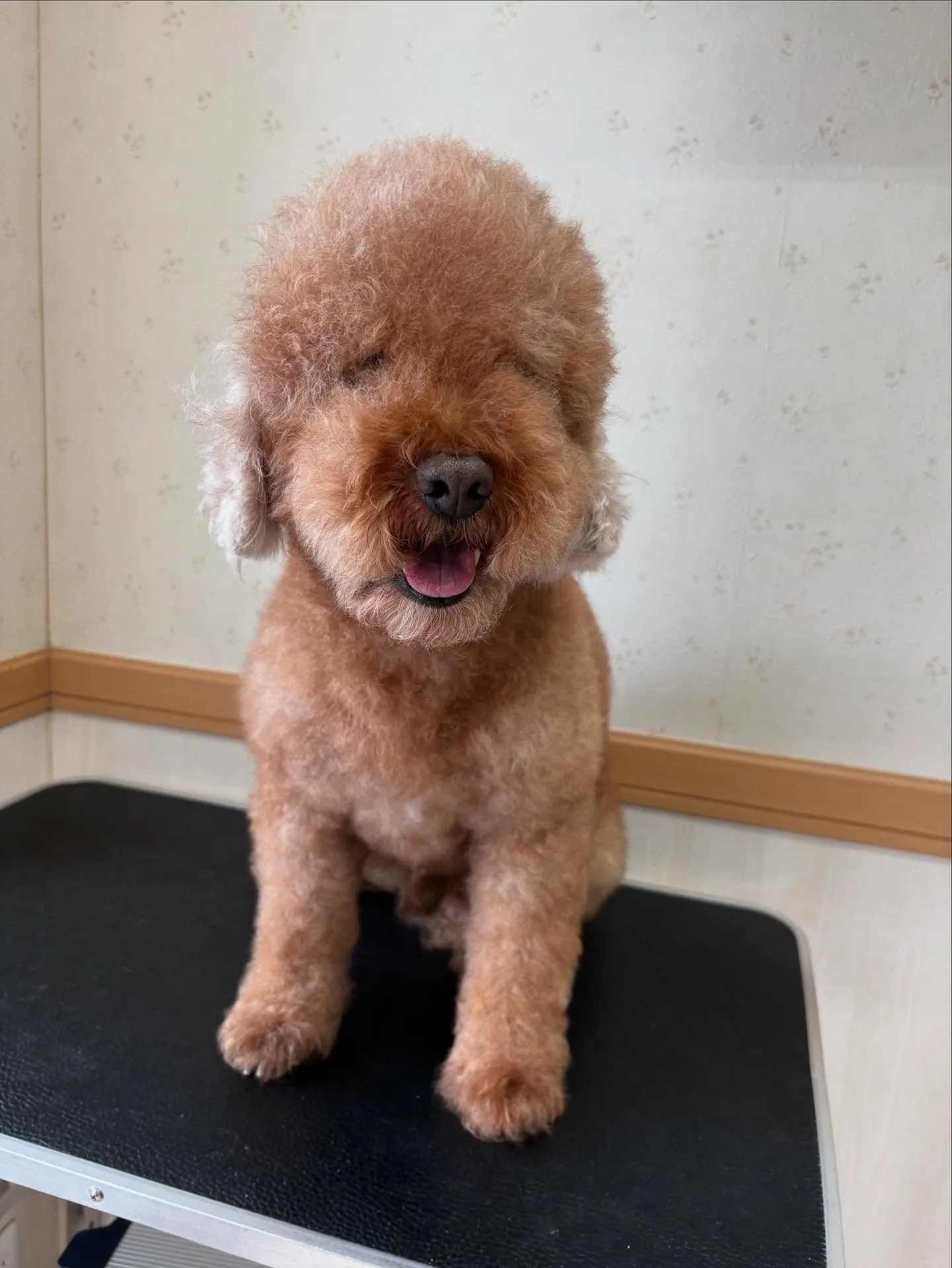 犬のトリミング✂️