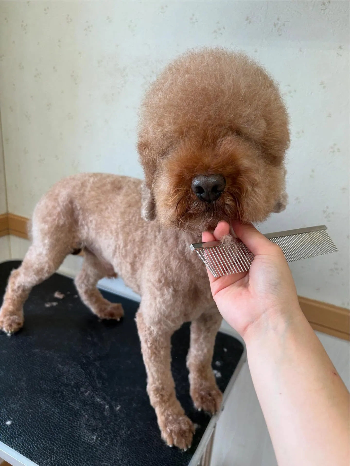犬のトリミング✂️
