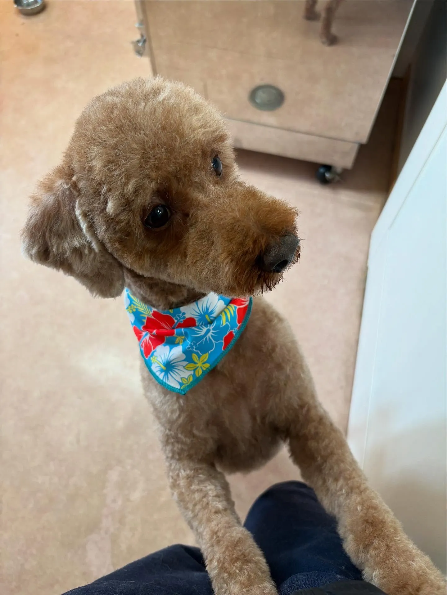 犬のトリミング✂️
