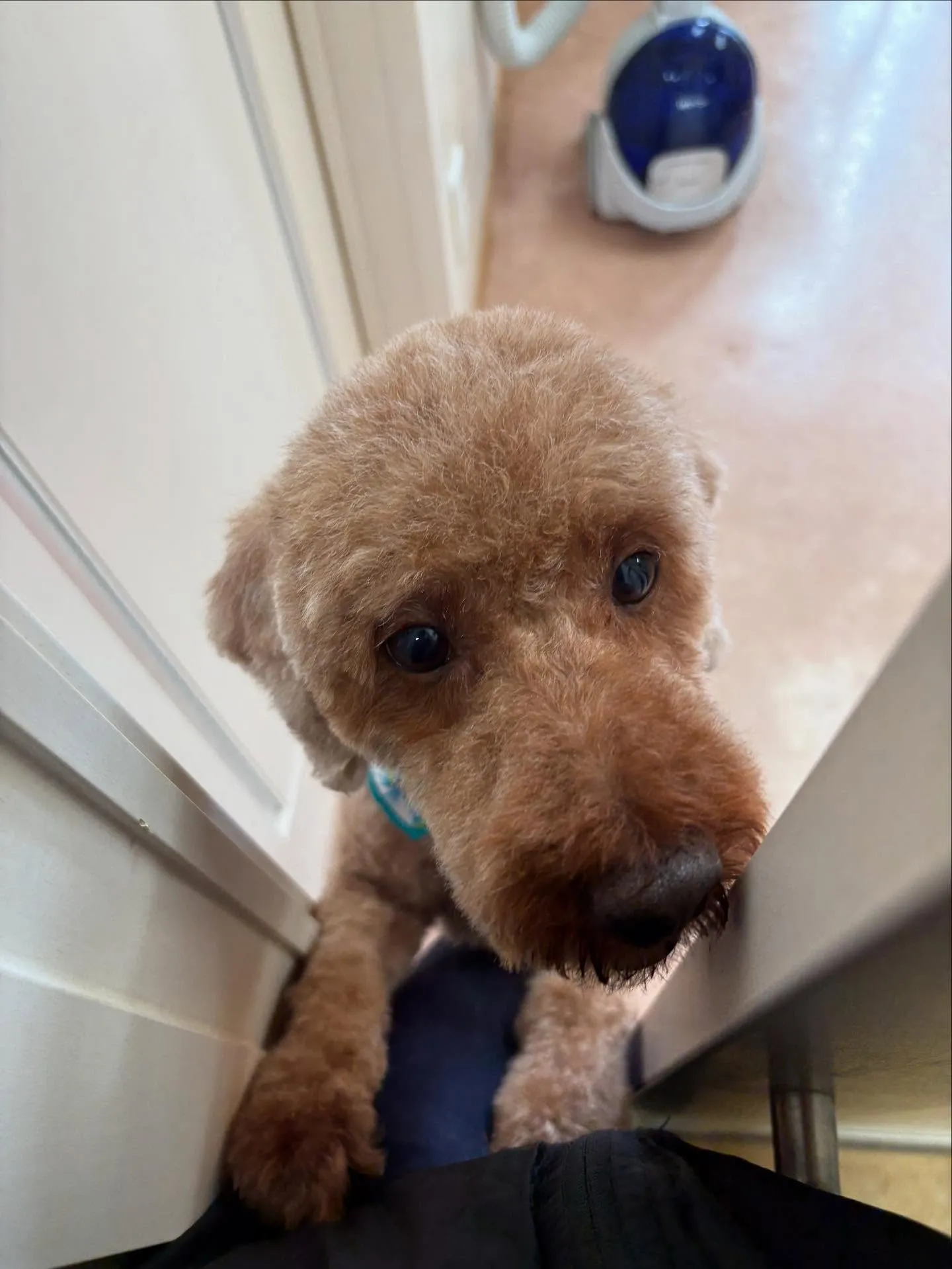 犬のトリミング✂️