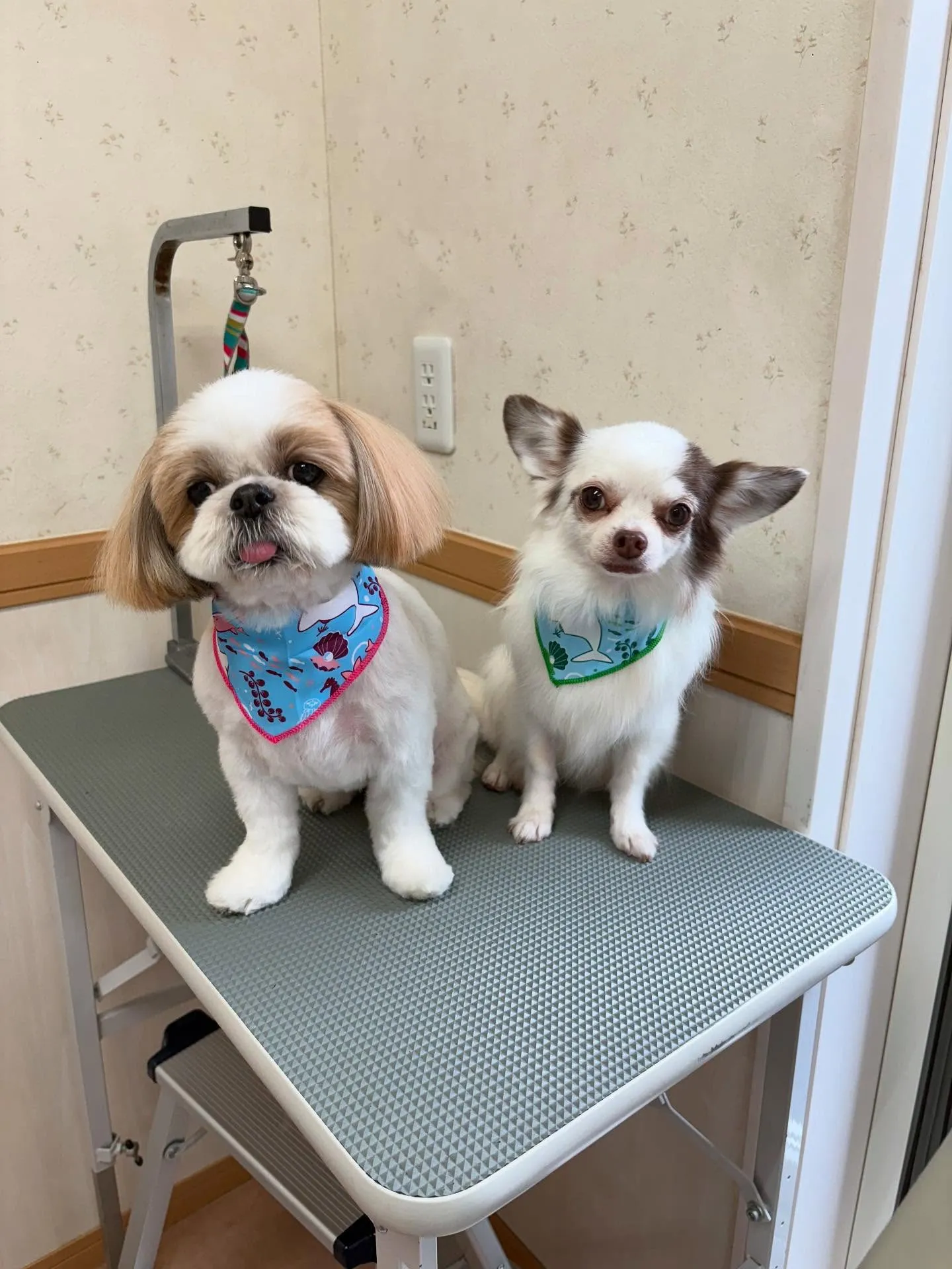 犬のトリミング✂️
