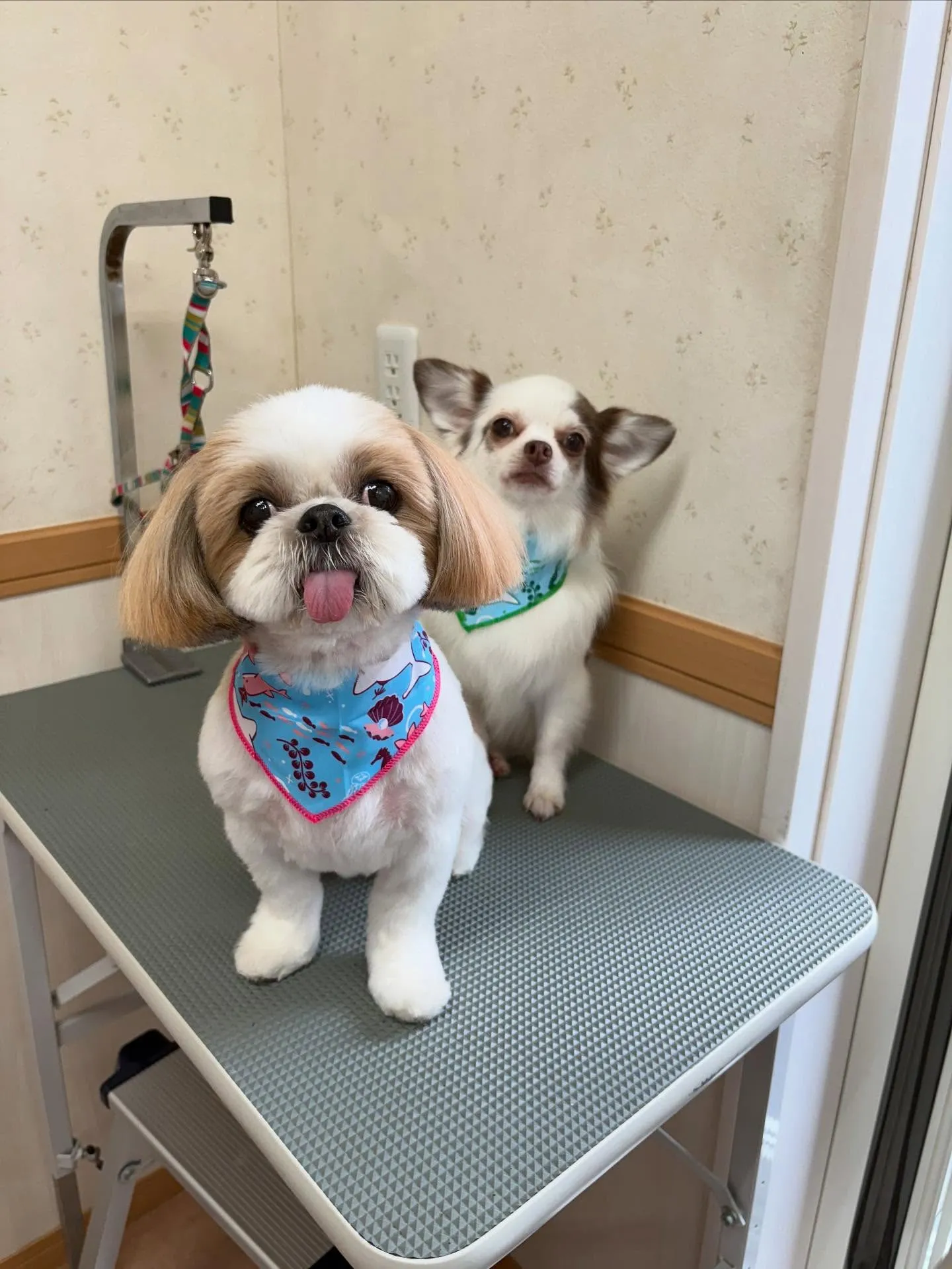 犬のトリミング✂️