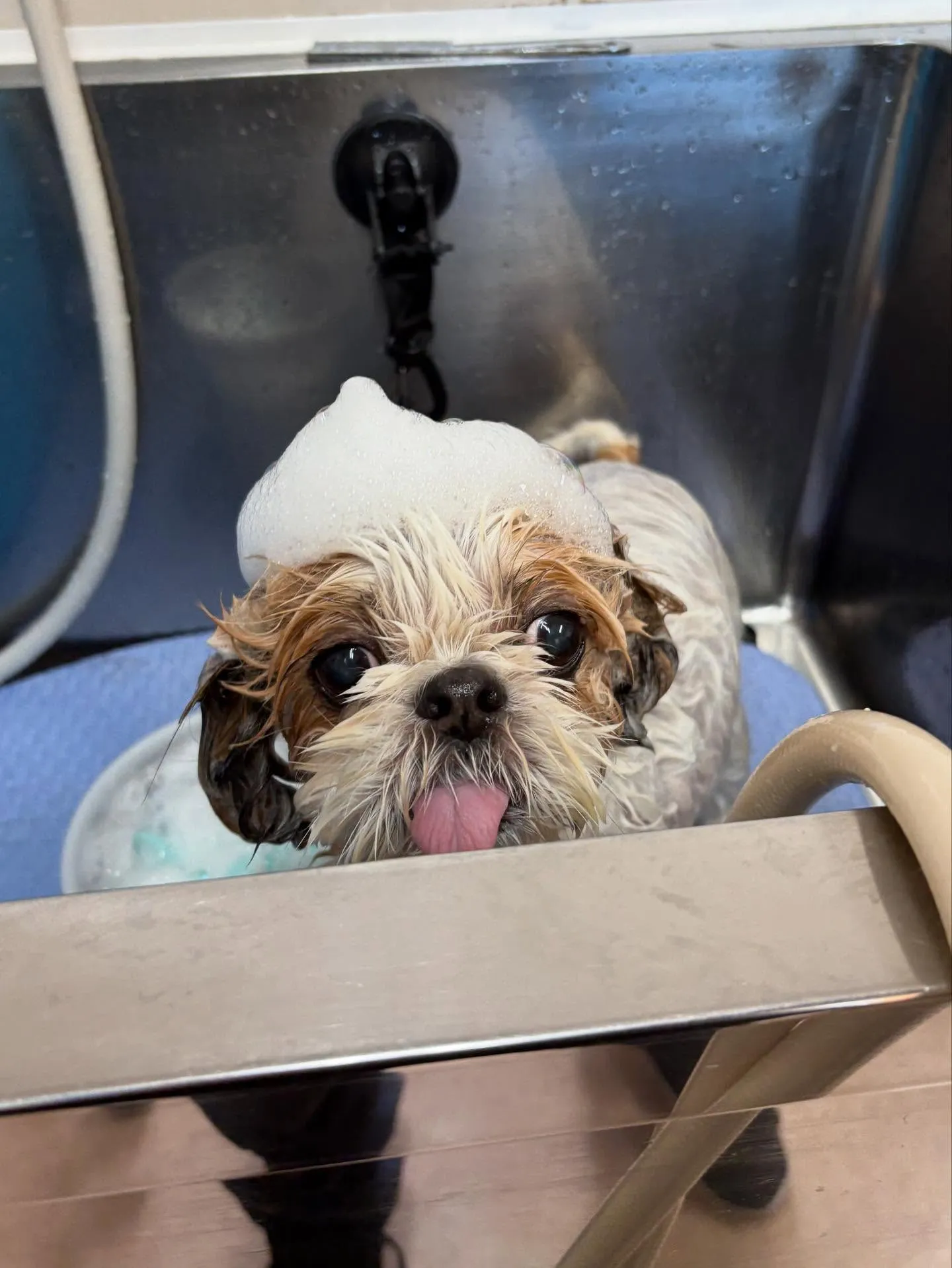 犬のトリミング✂️