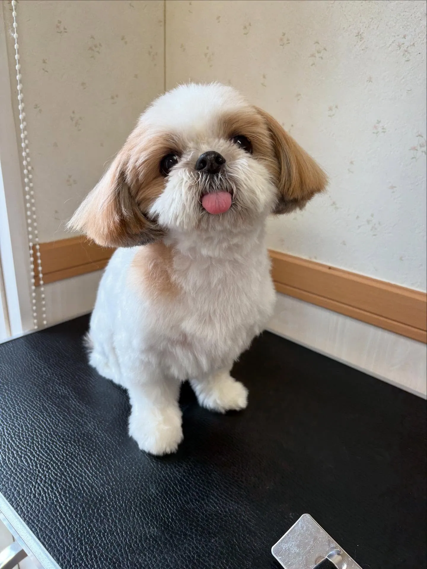 犬のトリミング✂️