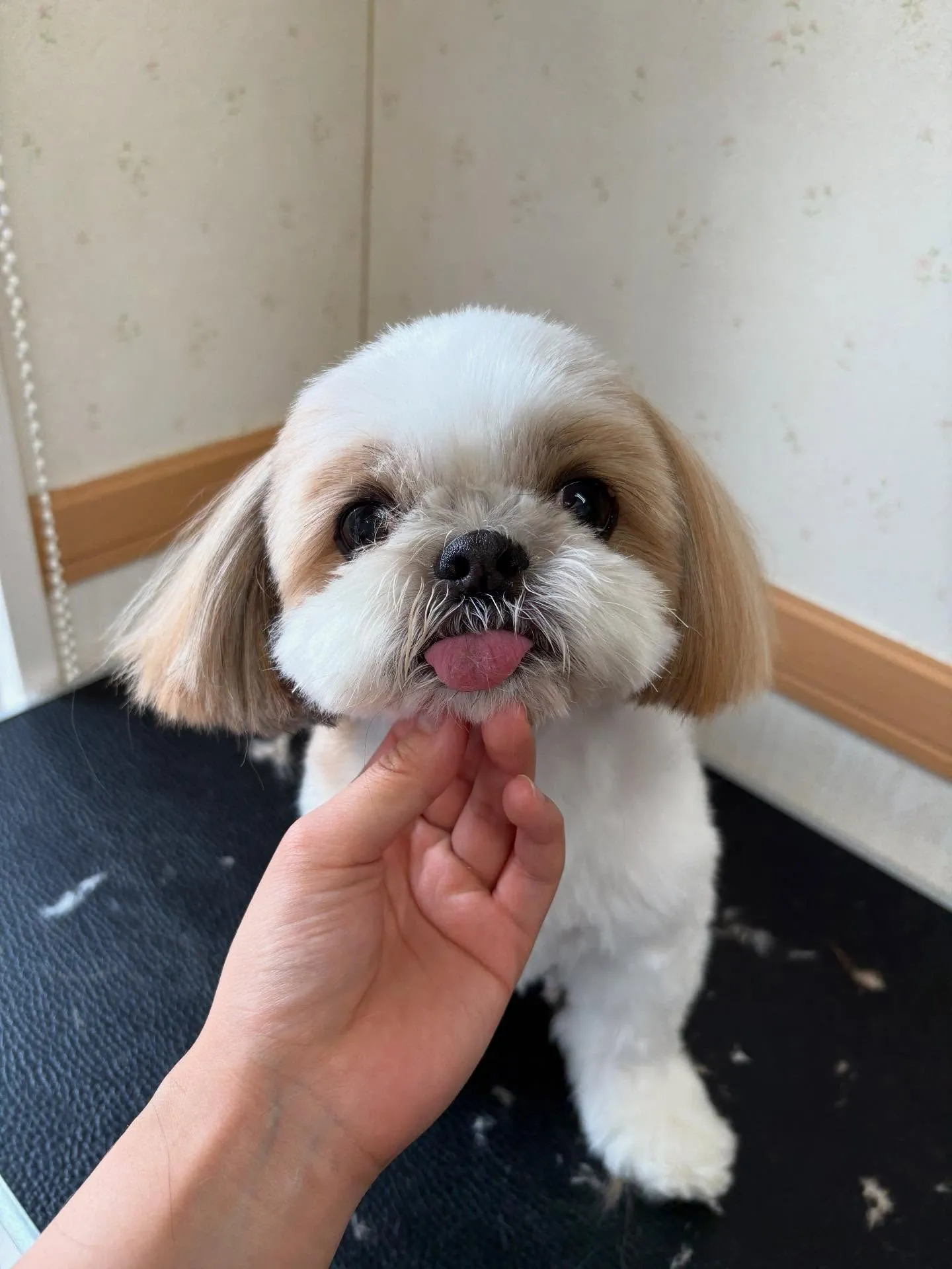 犬のトリミング✂️