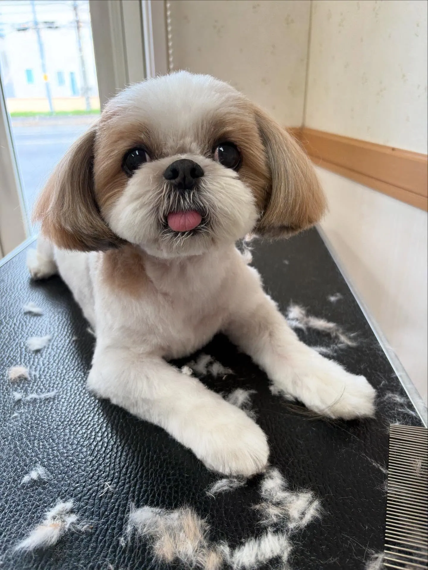 犬のトリミング✂️