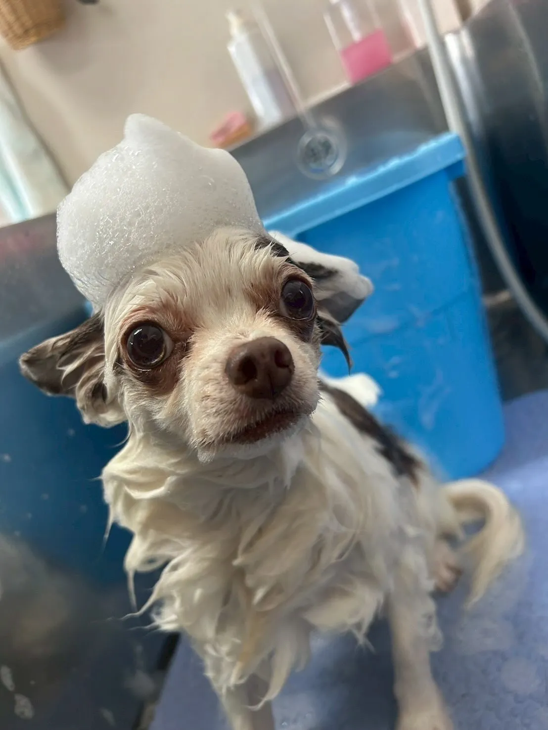 犬のトリミング✂️