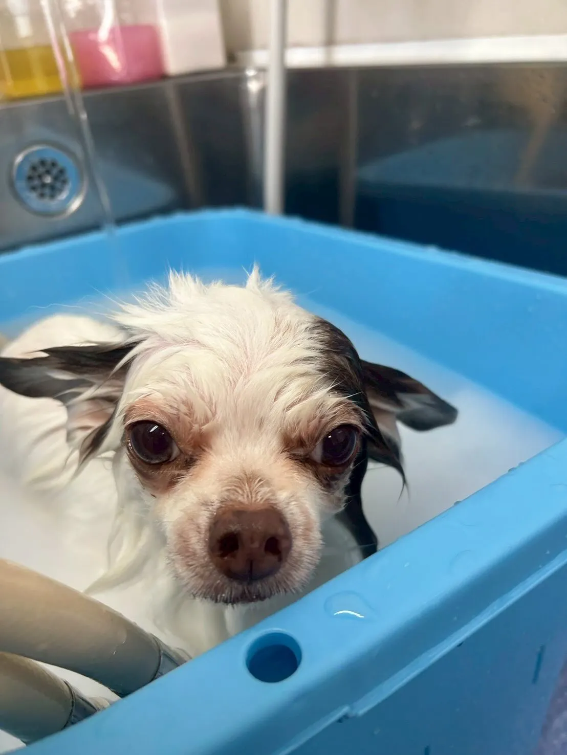 犬のトリミング✂️