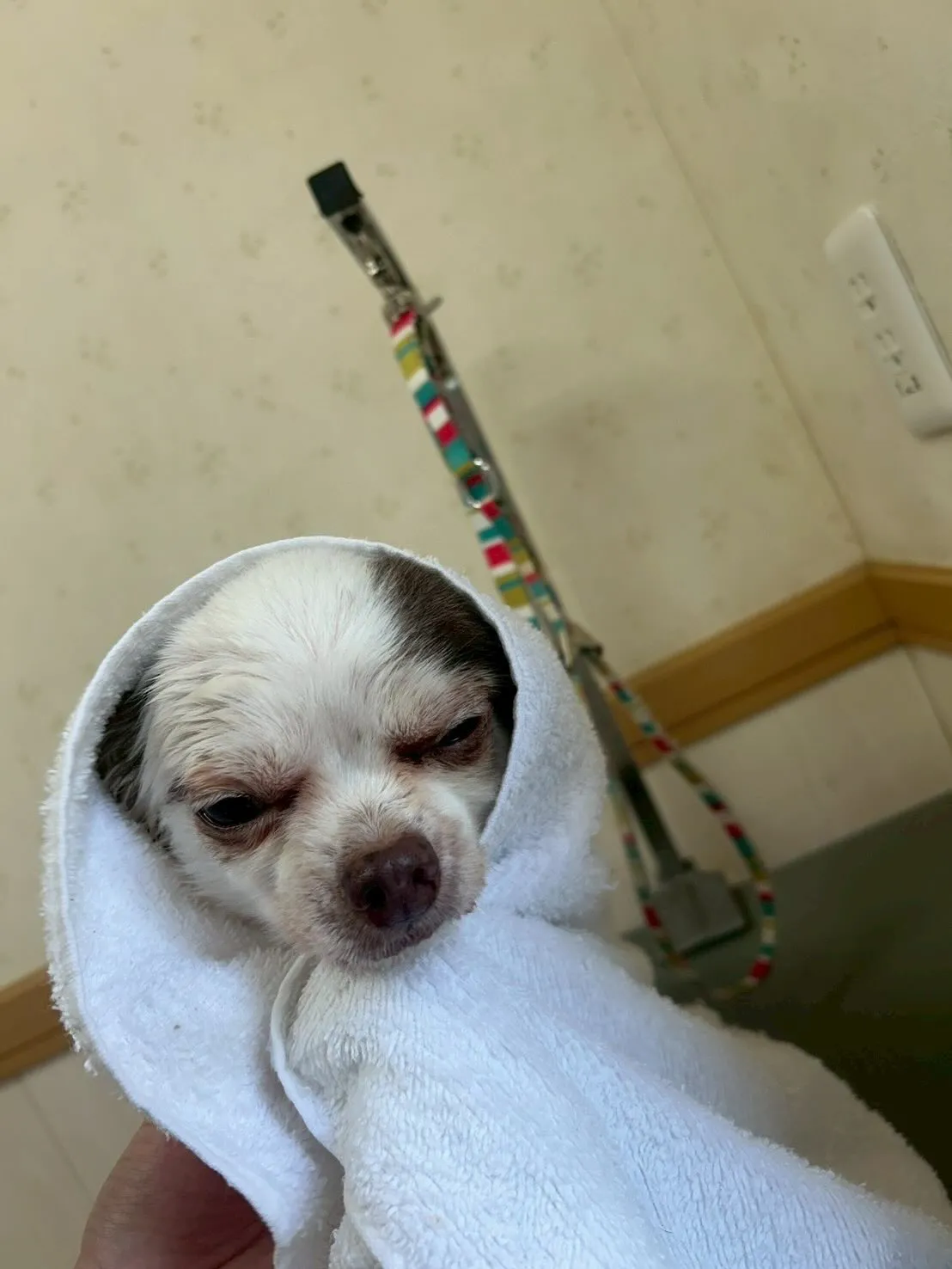 犬のトリミング✂️
