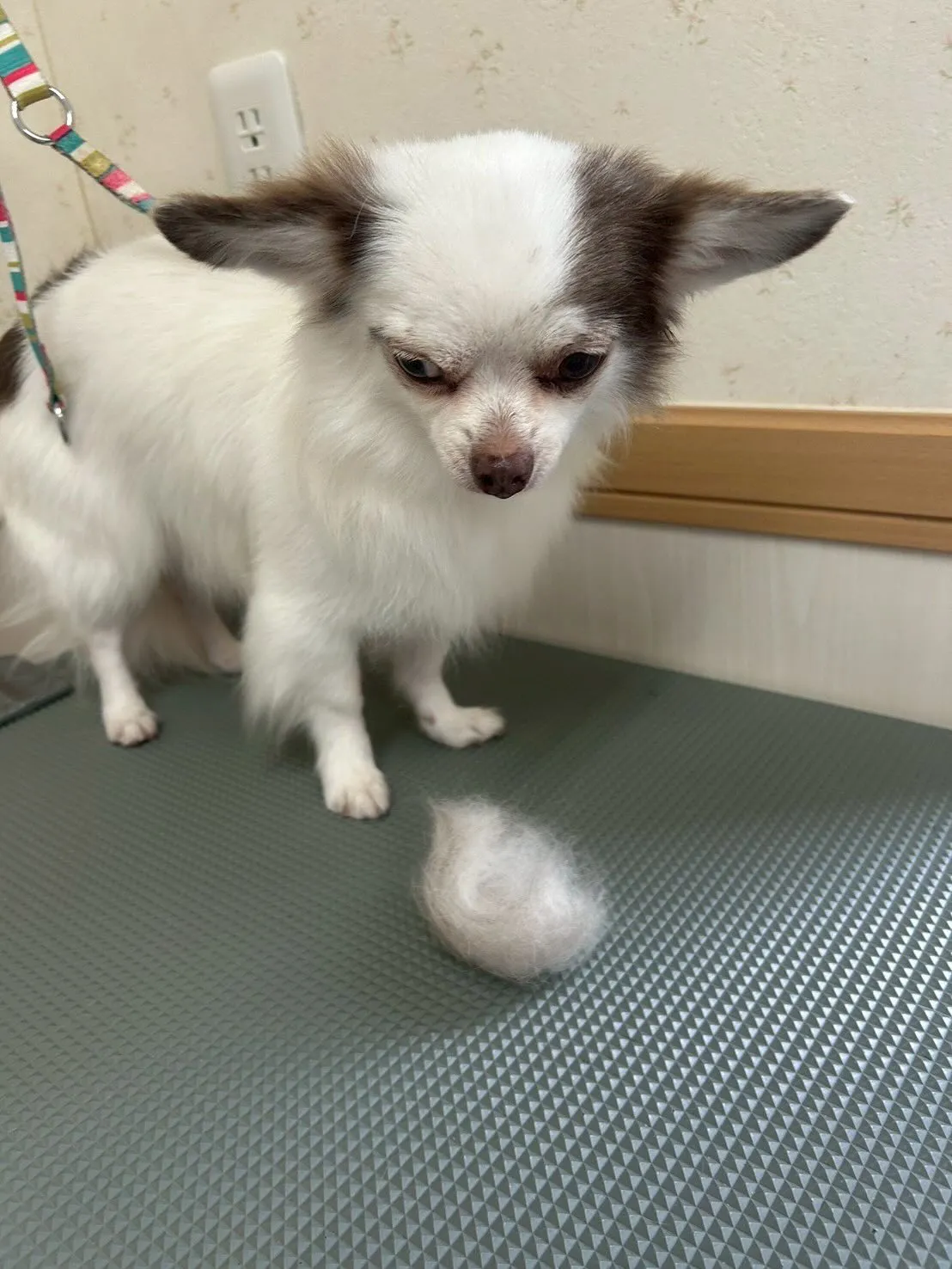 犬のトリミング✂️