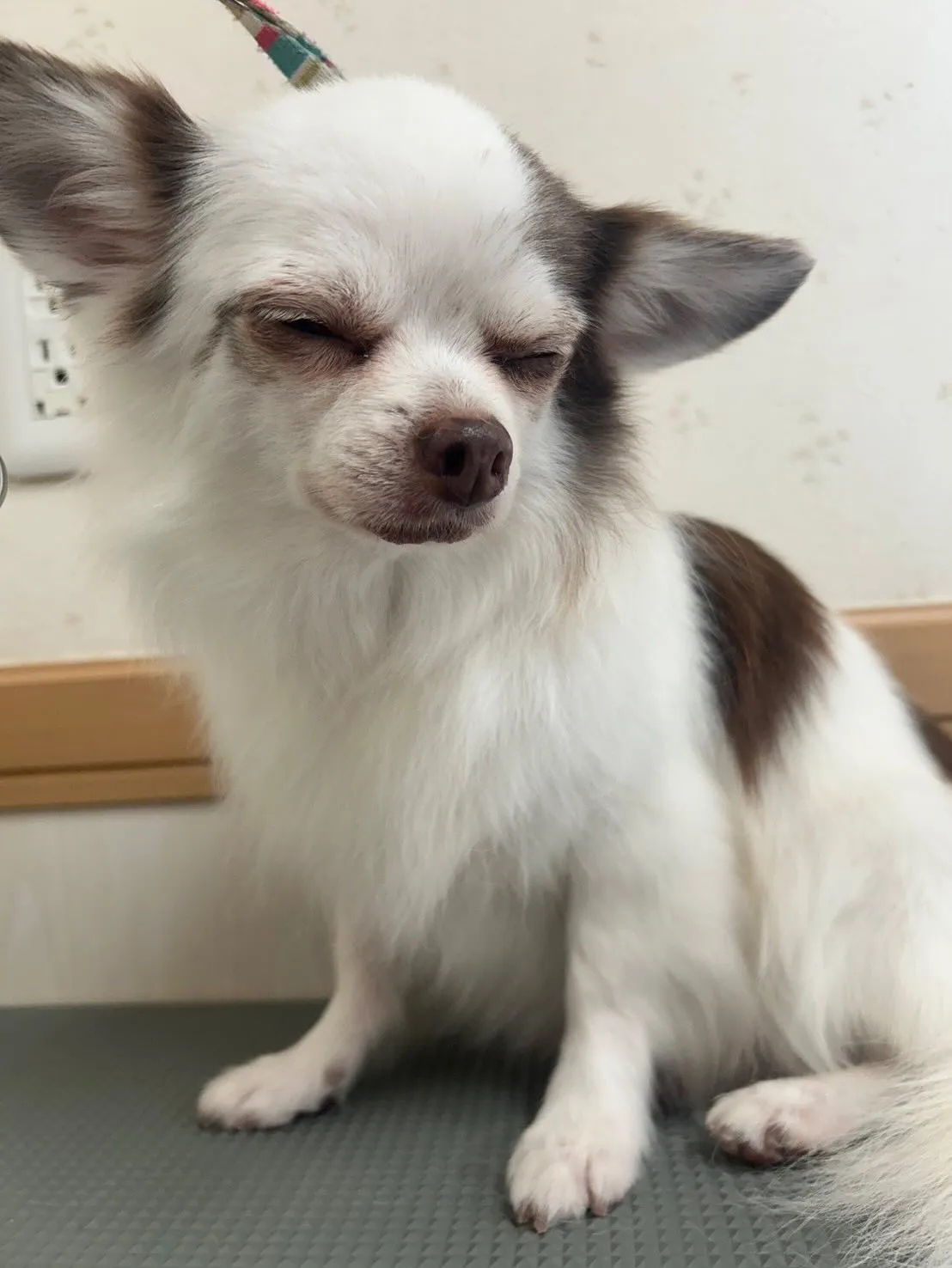 犬のトリミング✂️