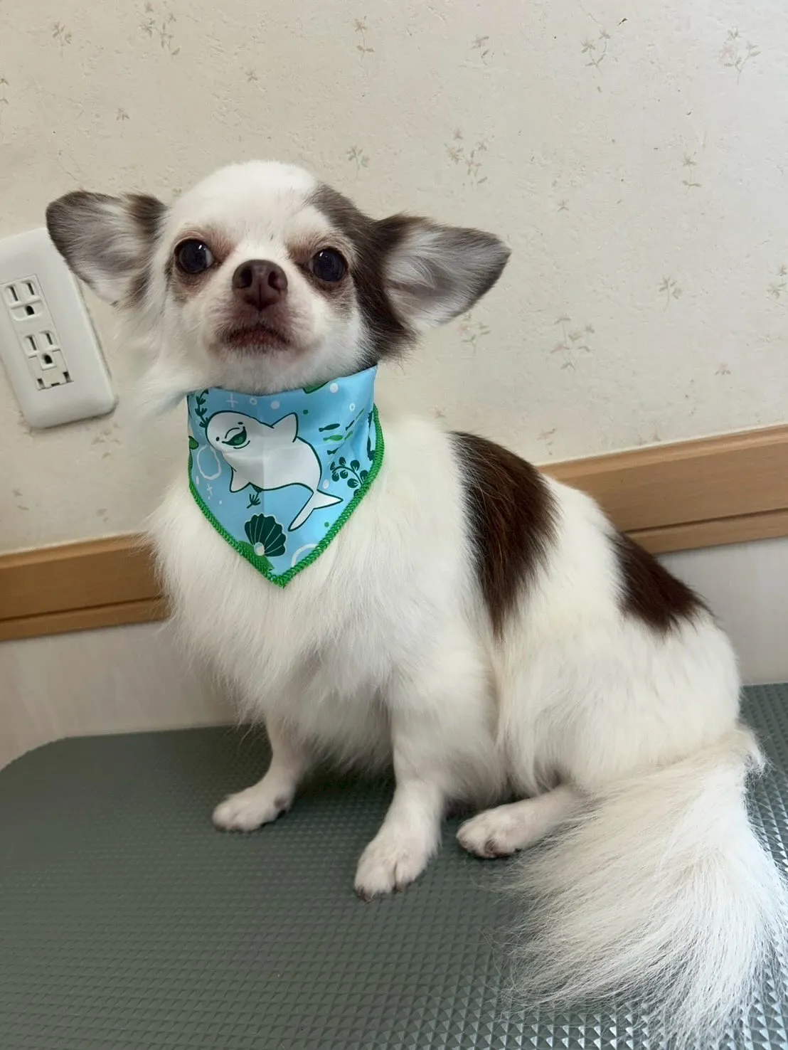 犬のトリミング✂️