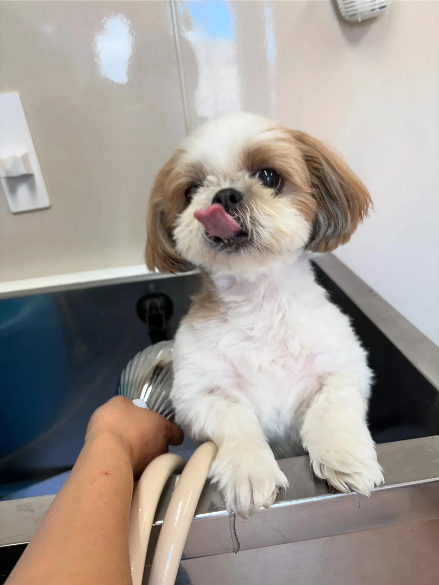 犬のトリミング✂️