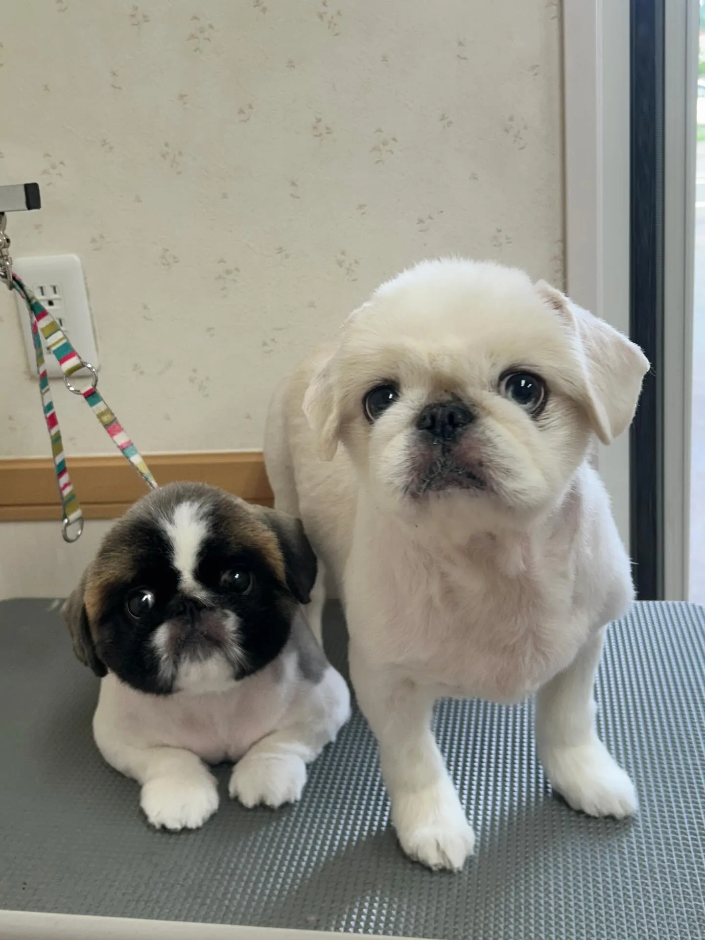犬のトリミング✂️