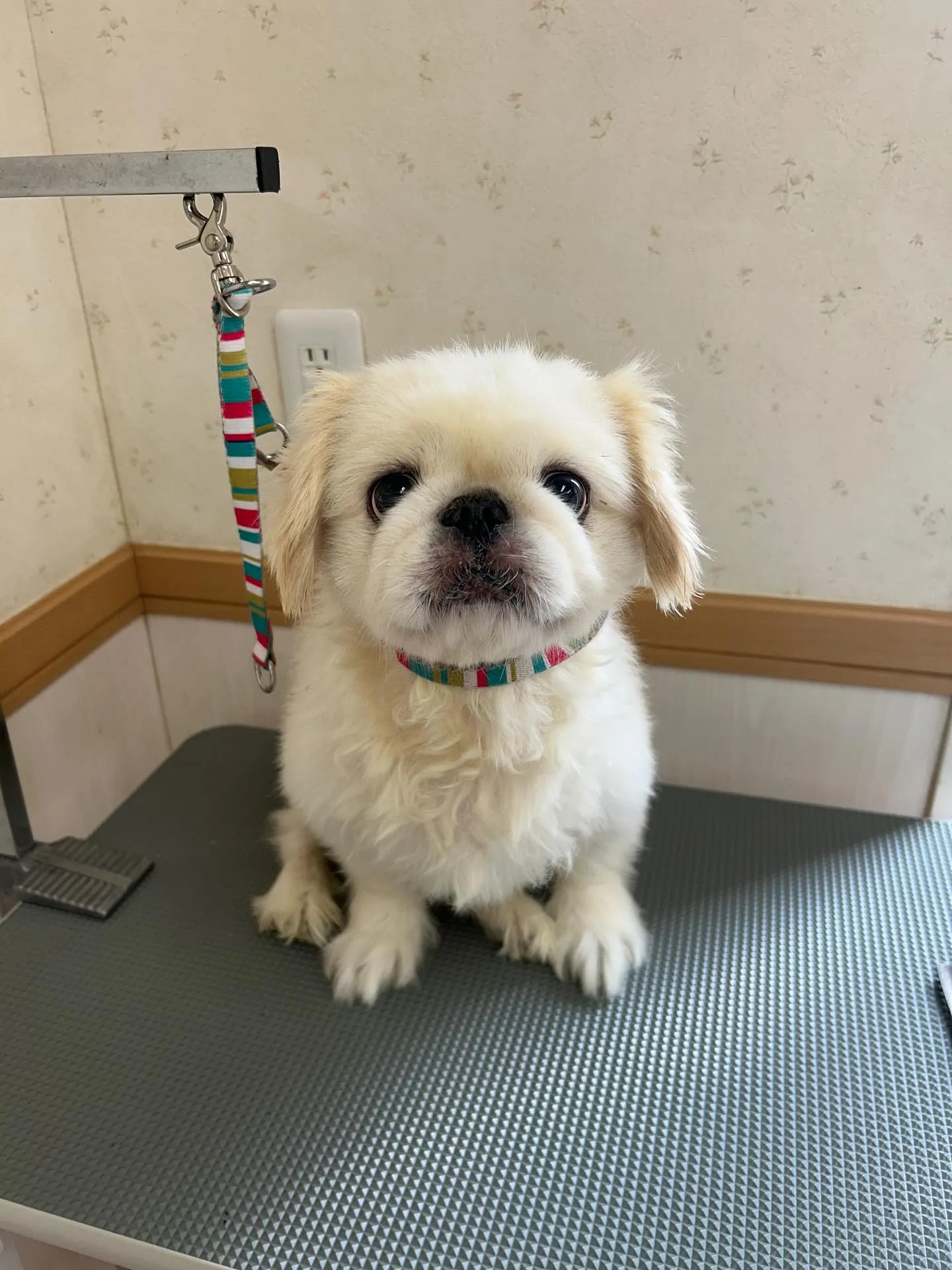 犬のトリミング✂️