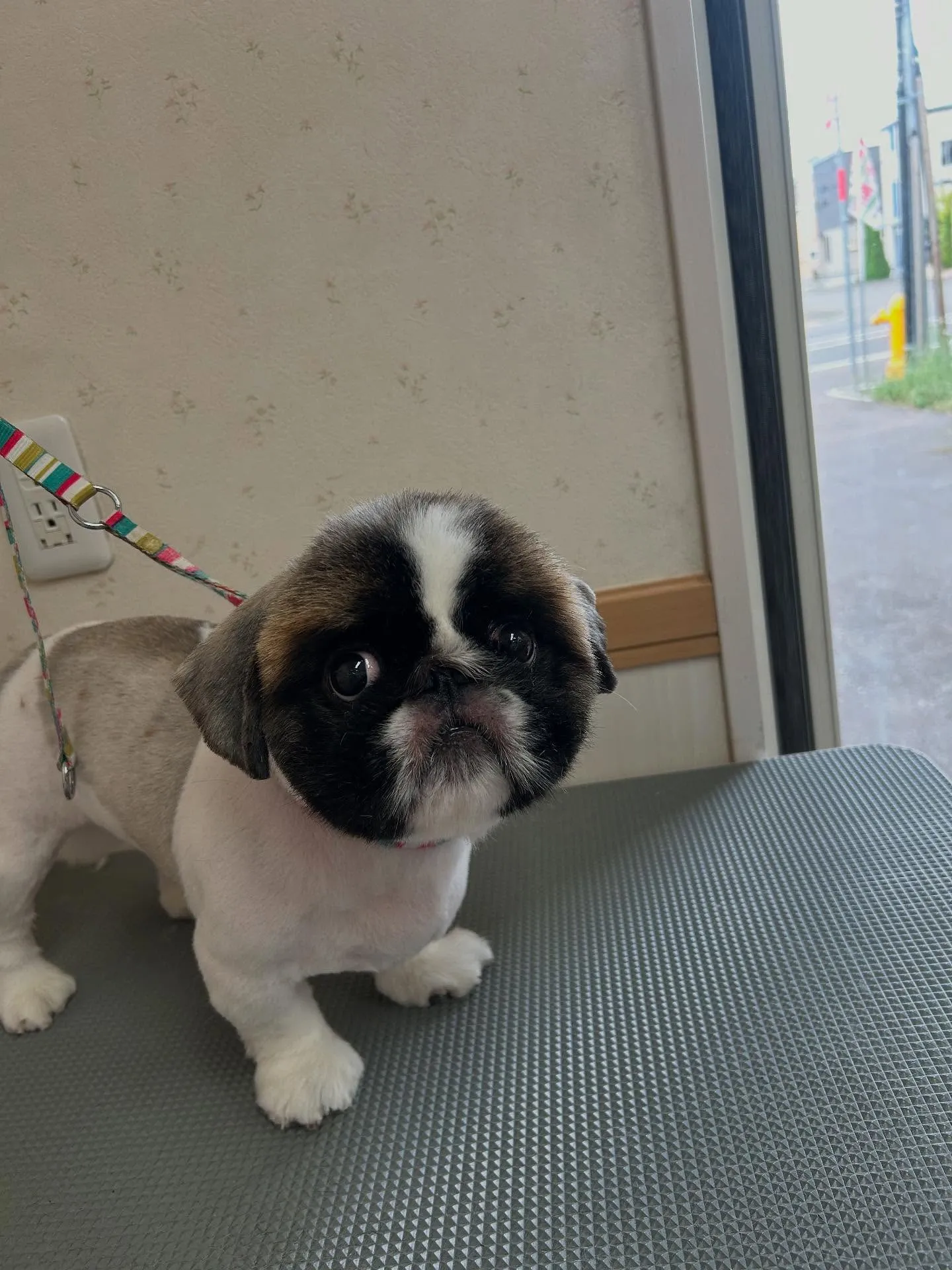 犬のトリミング✂️