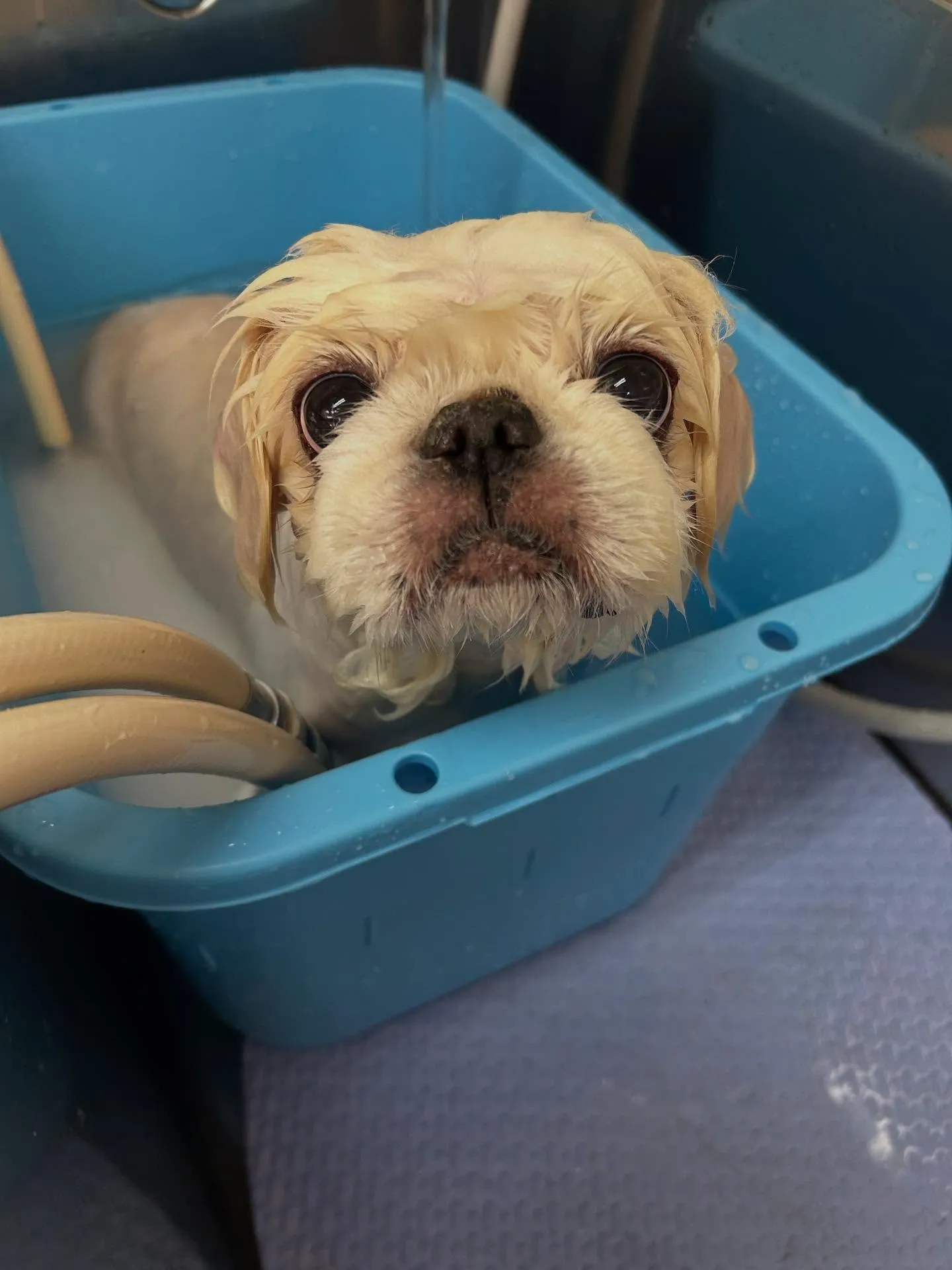 犬のトリミング✂️